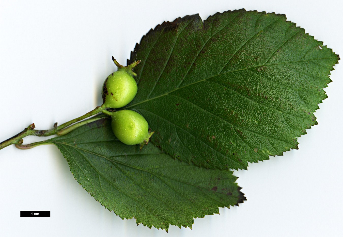 High resolution image: Family: Rosaceae - Genus: Crataegus - Taxon: harbisonii