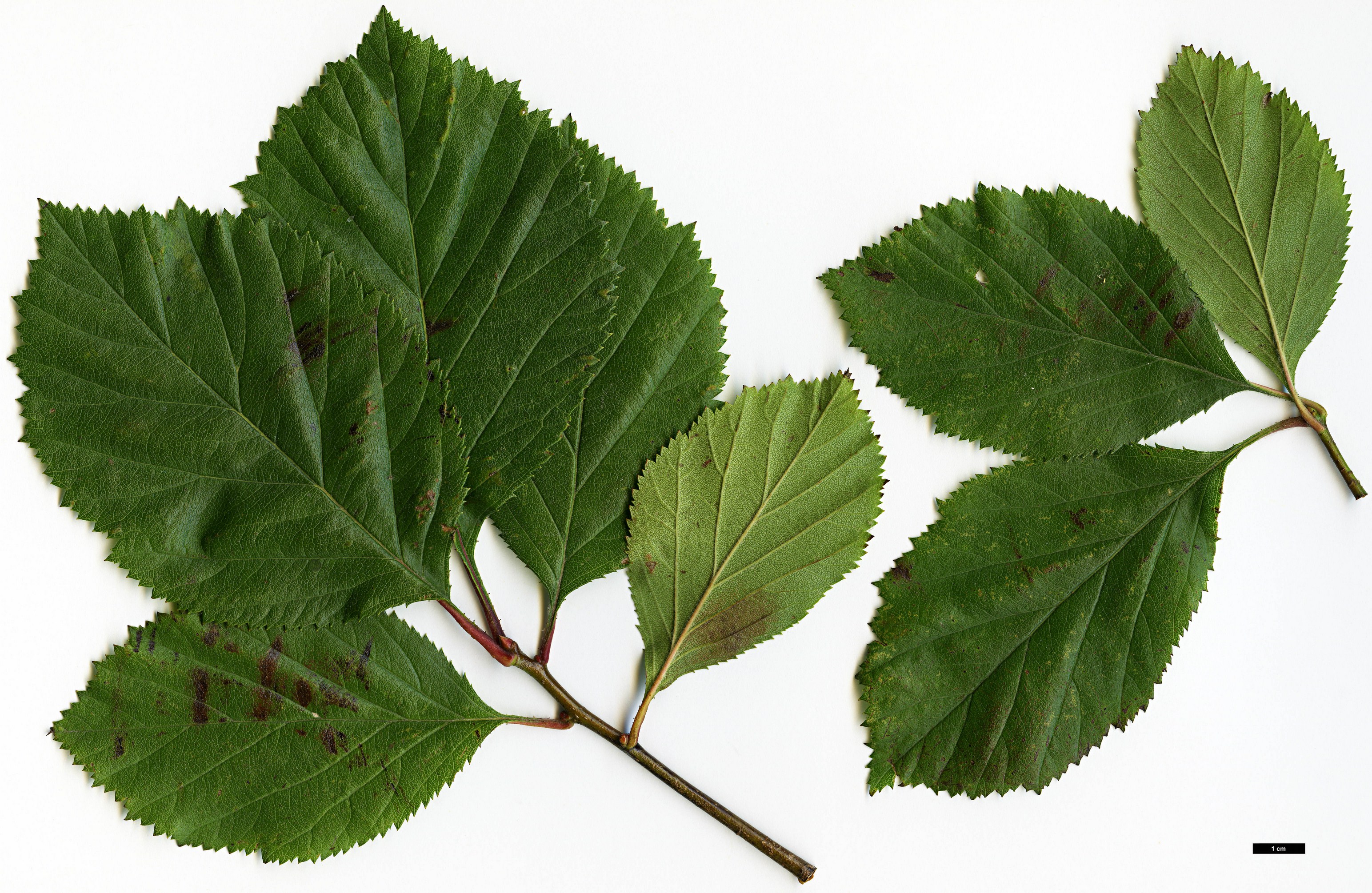 High resolution image: Family: Rosaceae - Genus: Crataegus - Taxon: harbisonii