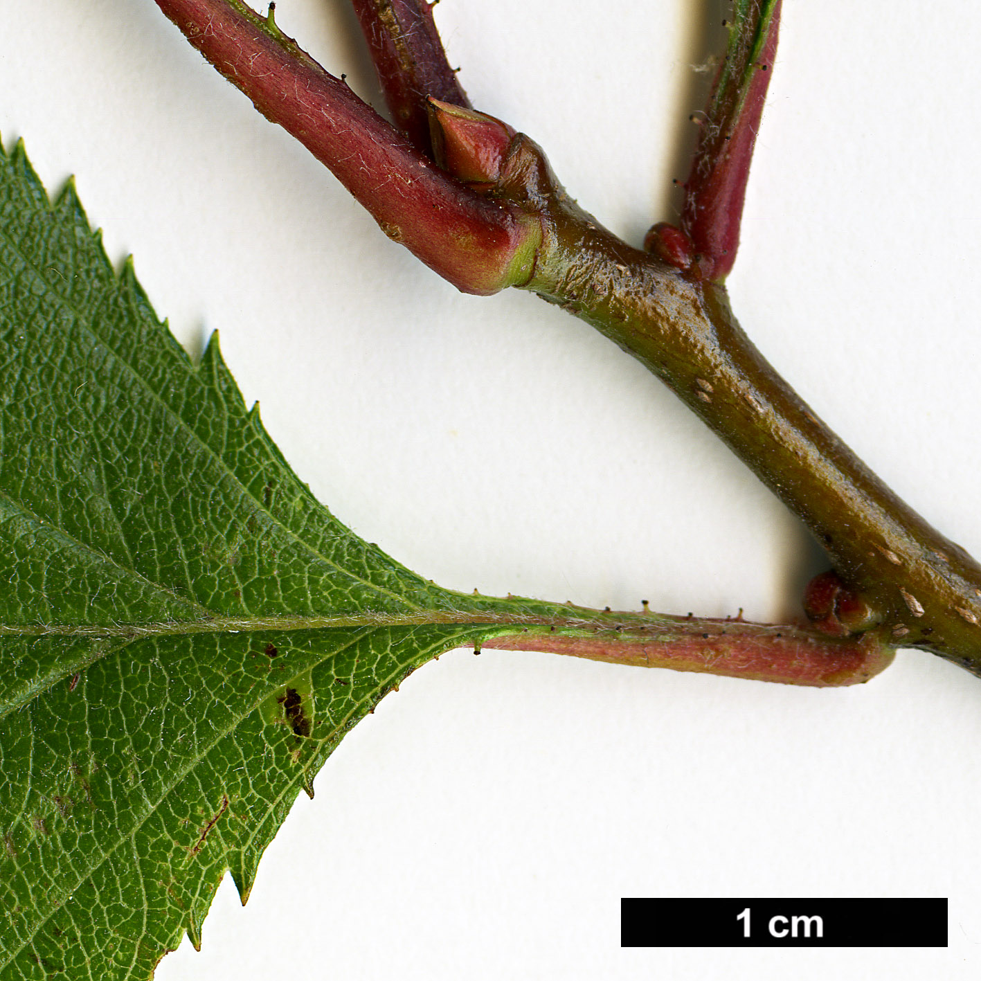 High resolution image: Family: Rosaceae - Genus: Crataegus - Taxon: harbisonii