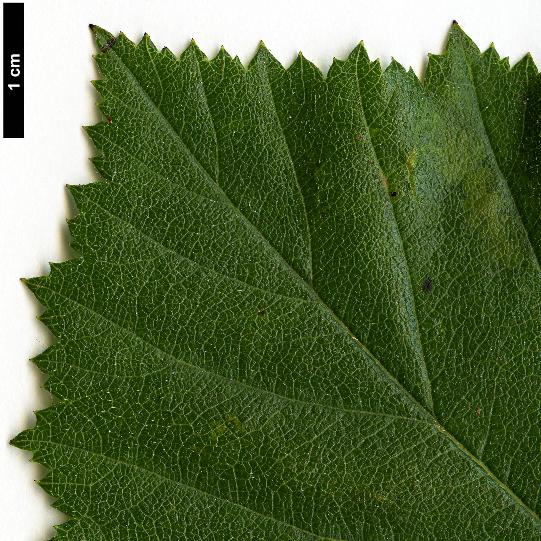 High resolution image: Family: Rosaceae - Genus: Crataegus - Taxon: harbisonii