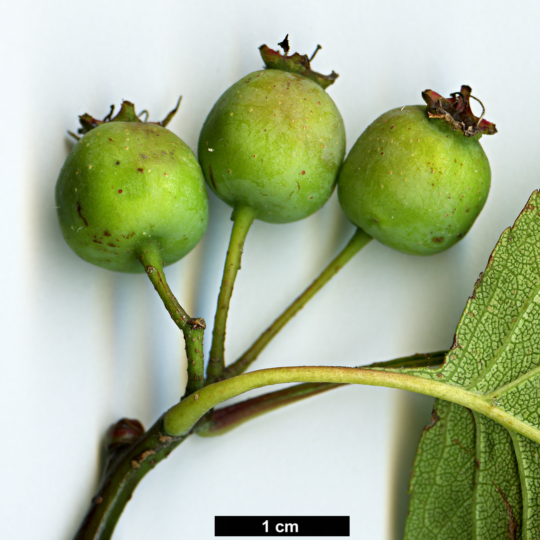 High resolution image: Family: Rosaceae - Genus: Crataegus - Taxon: iracunda