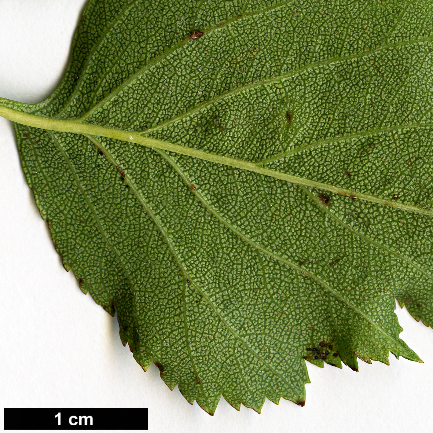 High resolution image: Family: Rosaceae - Genus: Crataegus - Taxon: iracunda