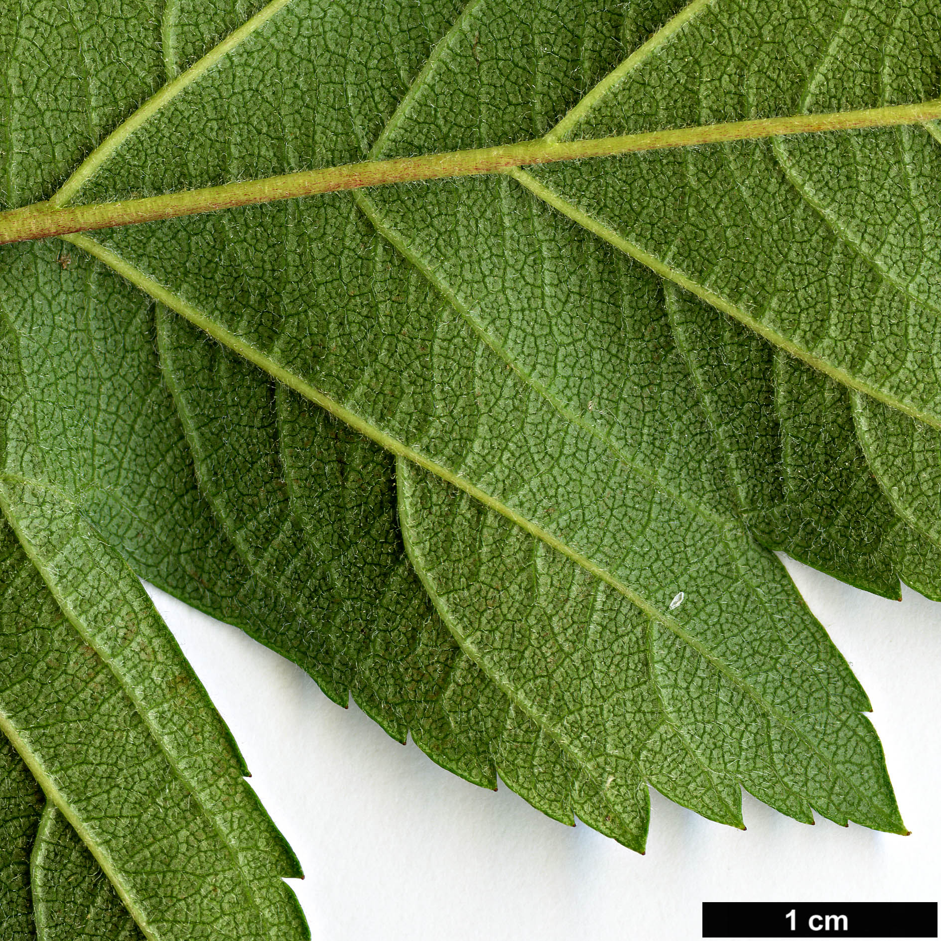 High resolution image: Family: Rosaceae - Genus: Crataegus - Taxon: jozana