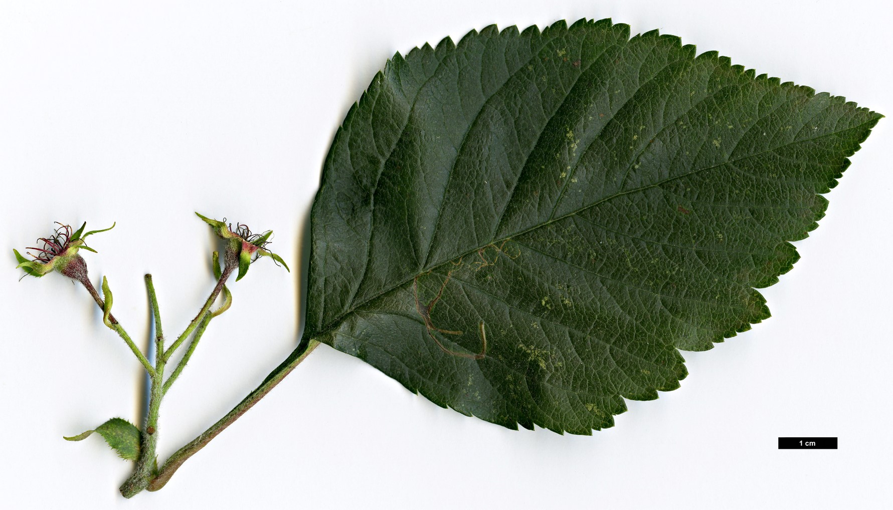 High resolution image: Family: Rosaceae - Genus: Crataegus - Taxon: jozana