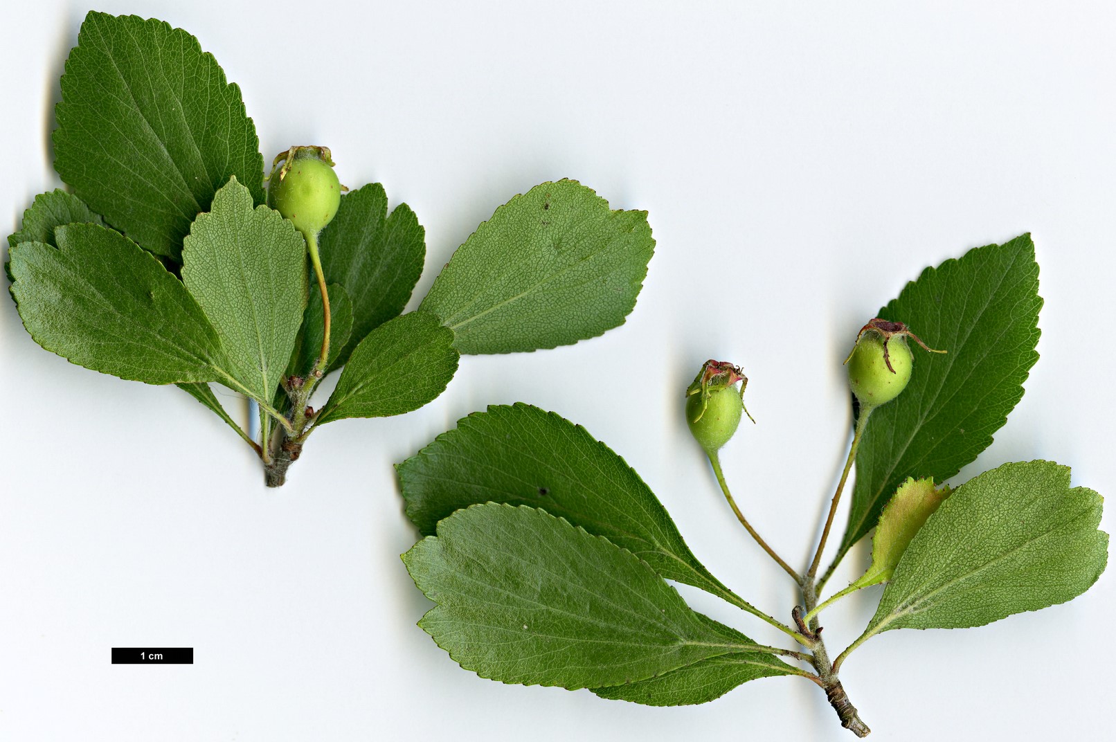 High resolution image: Family: Rosaceae - Genus: Crataegus - Taxon: lancei