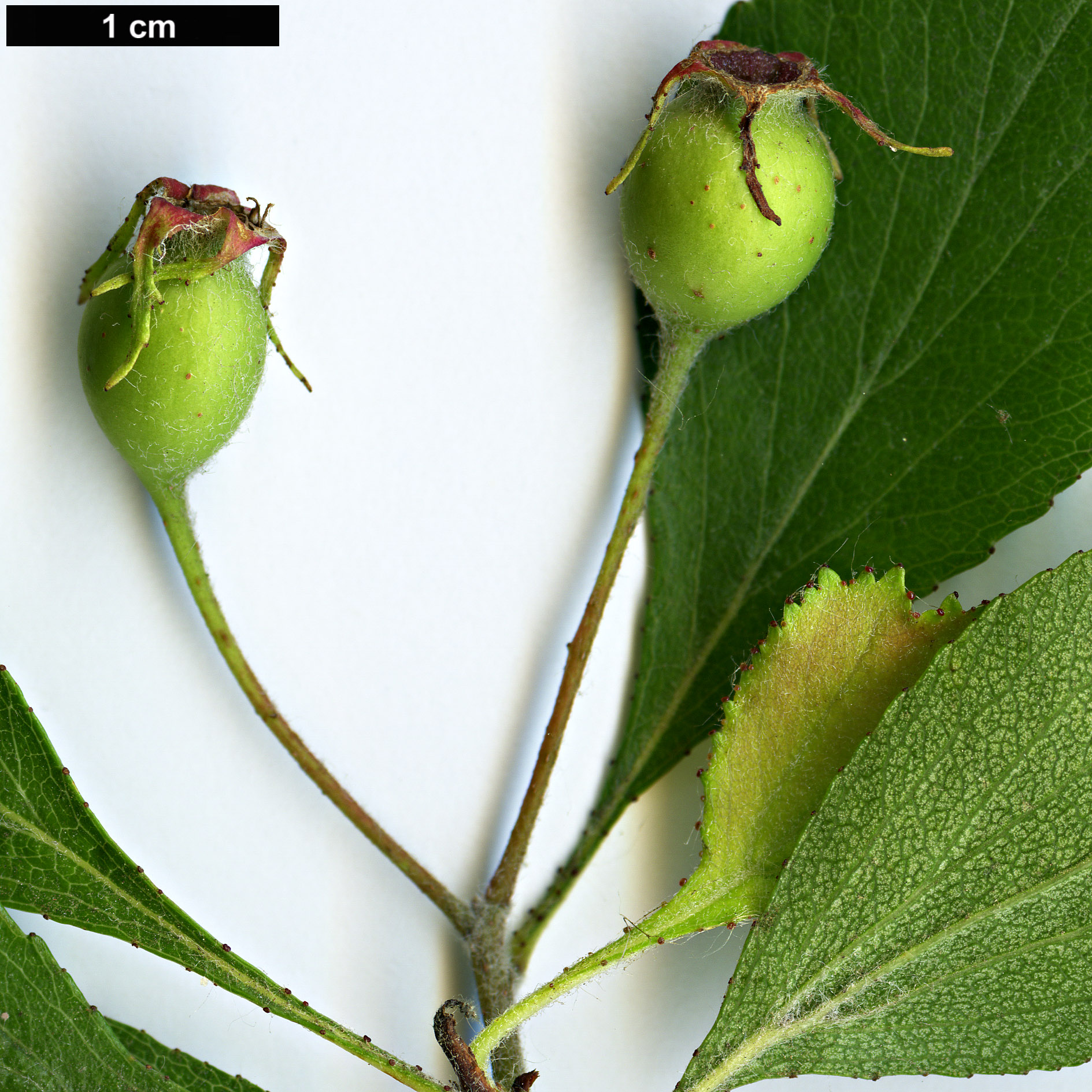 High resolution image: Family: Rosaceae - Genus: Crataegus - Taxon: lancei