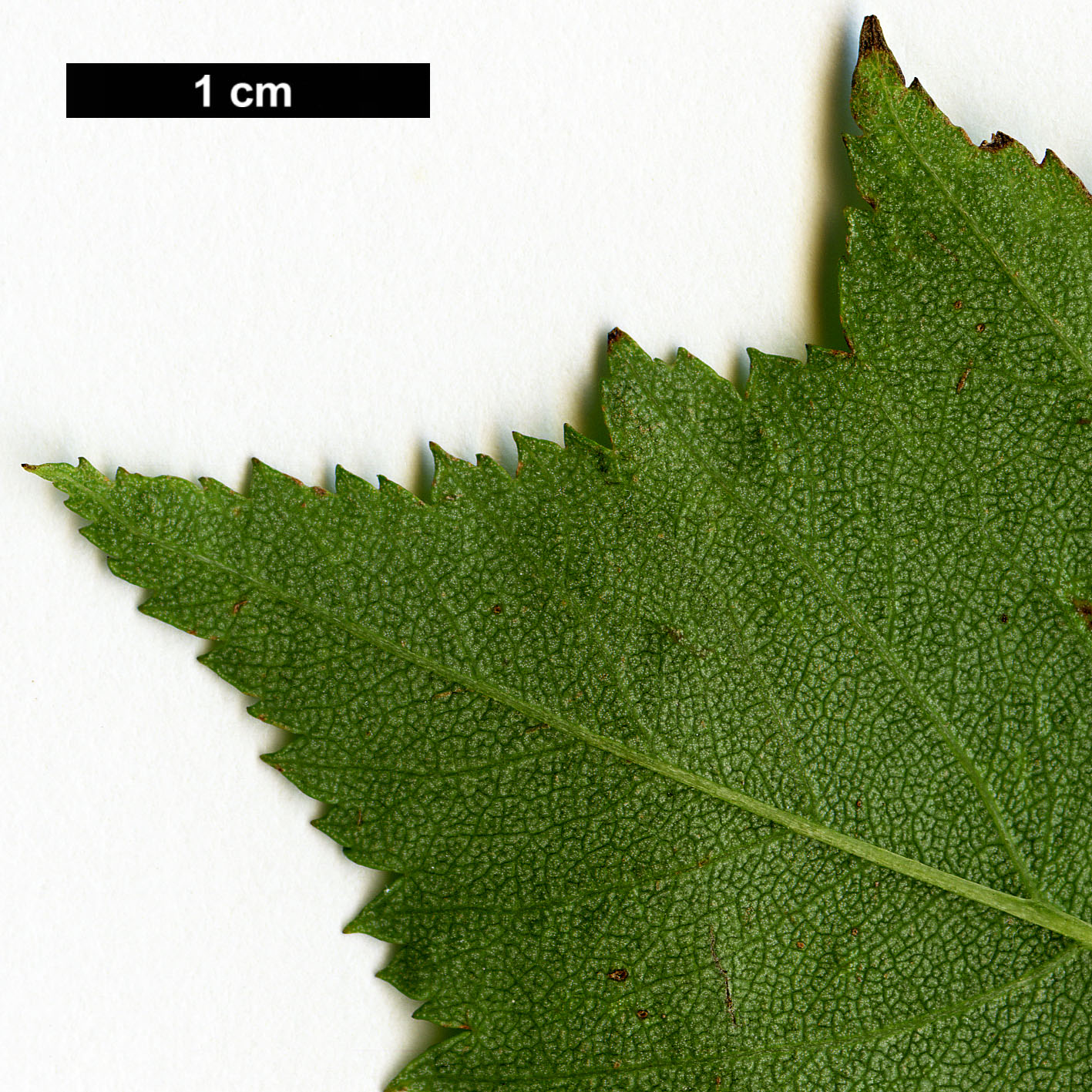 High resolution image: Family: Rosaceae - Genus: Crataegus - Taxon: macrosperma