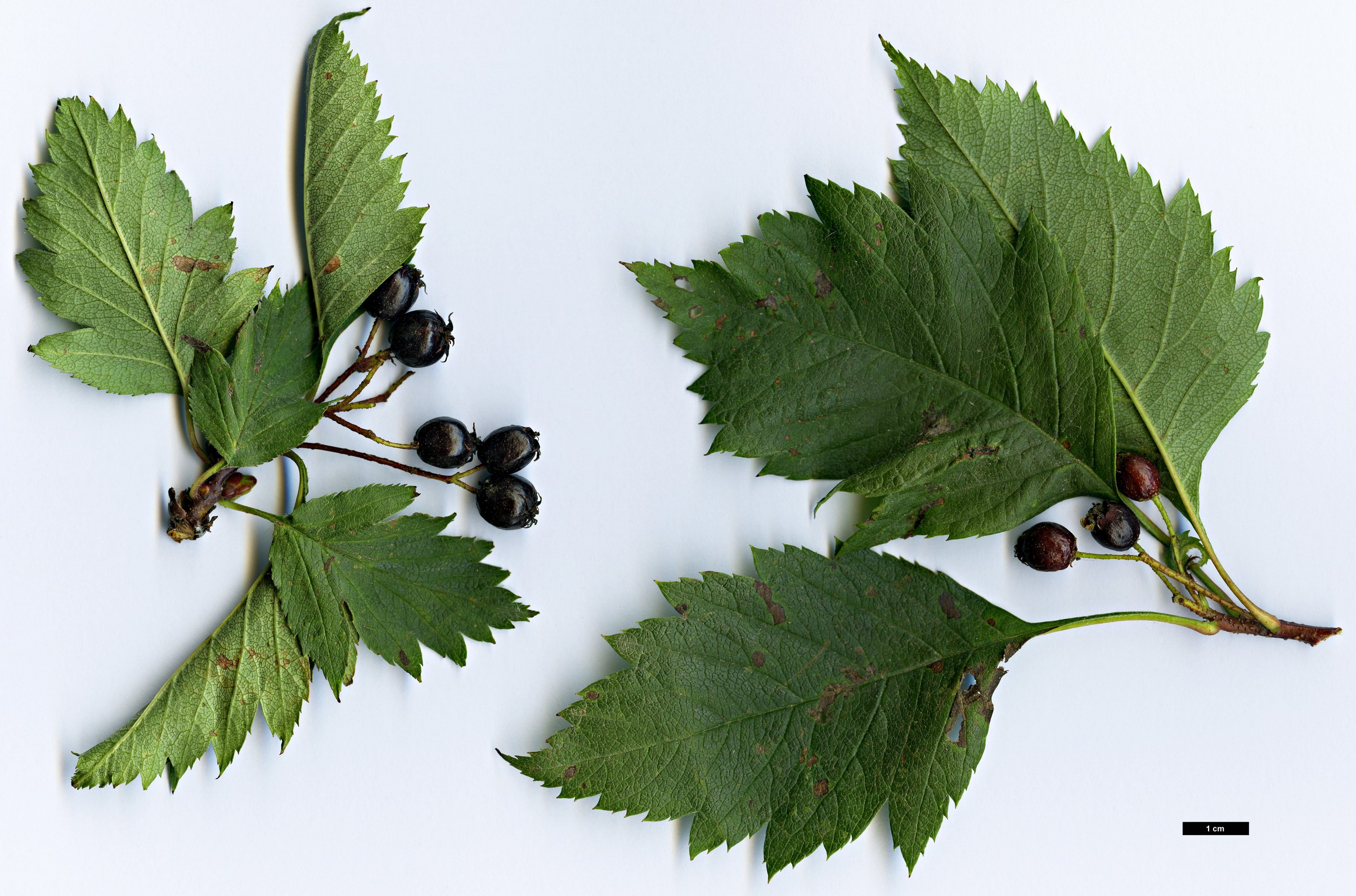 High resolution image: Family: Rosaceae - Genus: Crataegus - Taxon: maximowiczii