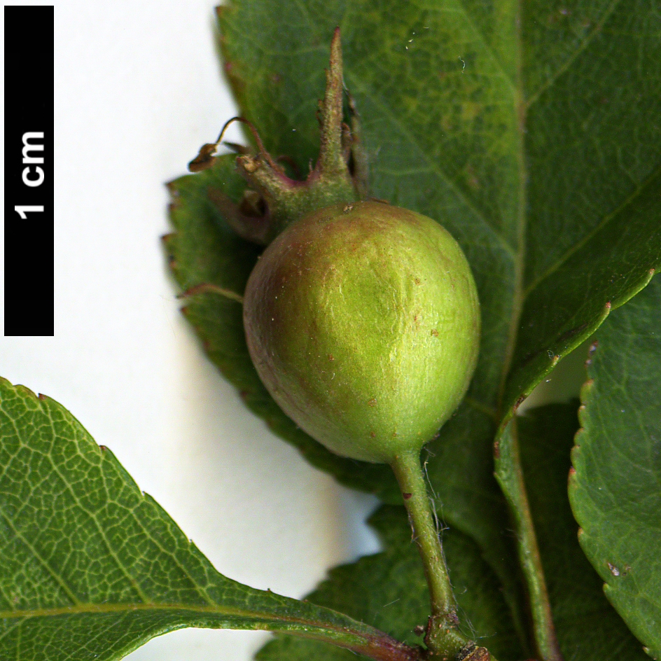 High resolution image: Family: Rosaceae - Genus: Crataegus - Taxon: mendosa