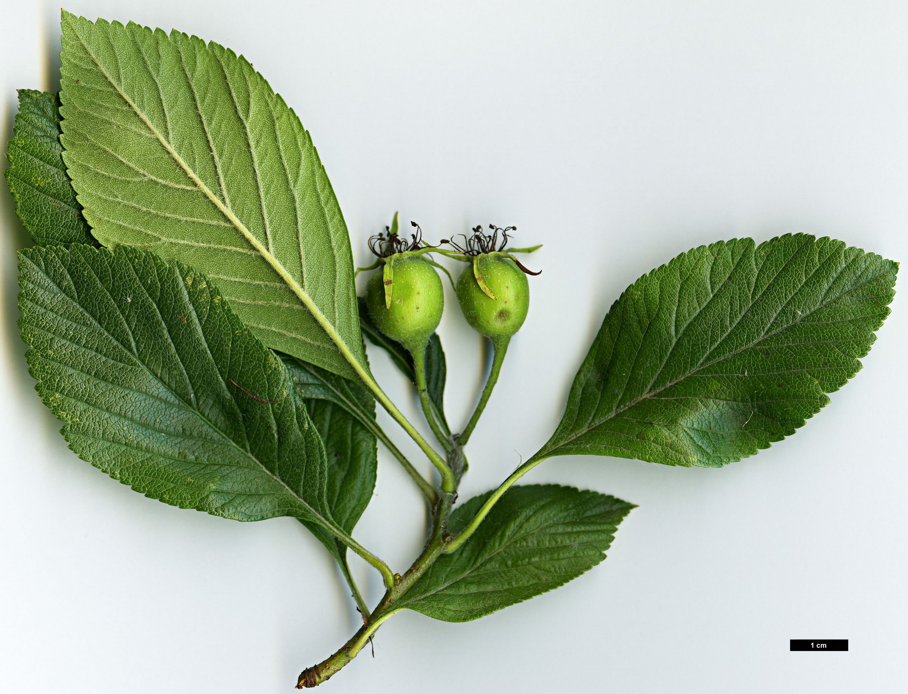 High resolution image: Family: Rosaceae - Genus: Crataegus - Taxon: mexicana - SpeciesSub: 'Stipulacea'