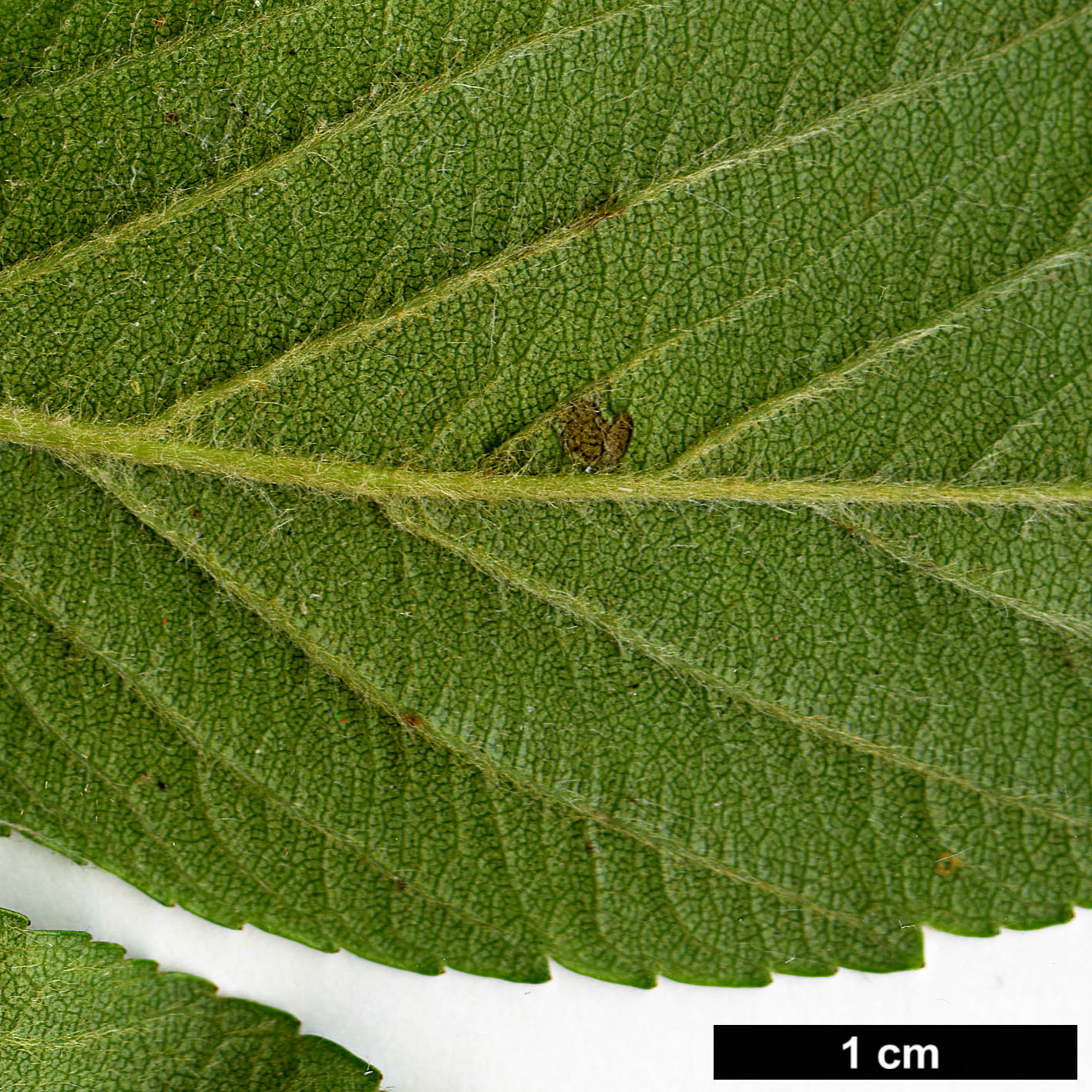 High resolution image: Family: Rosaceae - Genus: Crataegus - Taxon: mexicana - SpeciesSub: 'Stipulacea'