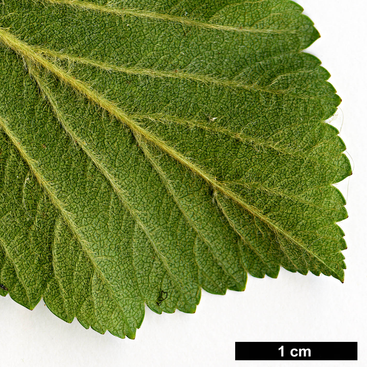 High resolution image: Family: Rosaceae - Genus: Crataegus - Taxon: mexicana - SpeciesSub: 'Stipulacea'