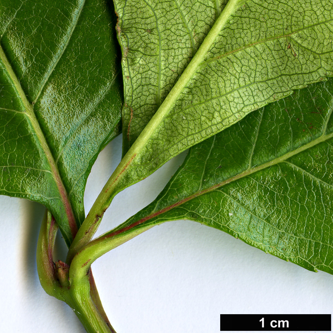 High resolution image: Family: Rosaceae - Genus: Crataegus - Taxon: mollis High resolution image: Family: Rosaceae - Genus: Crataegus - Taxon: mollis