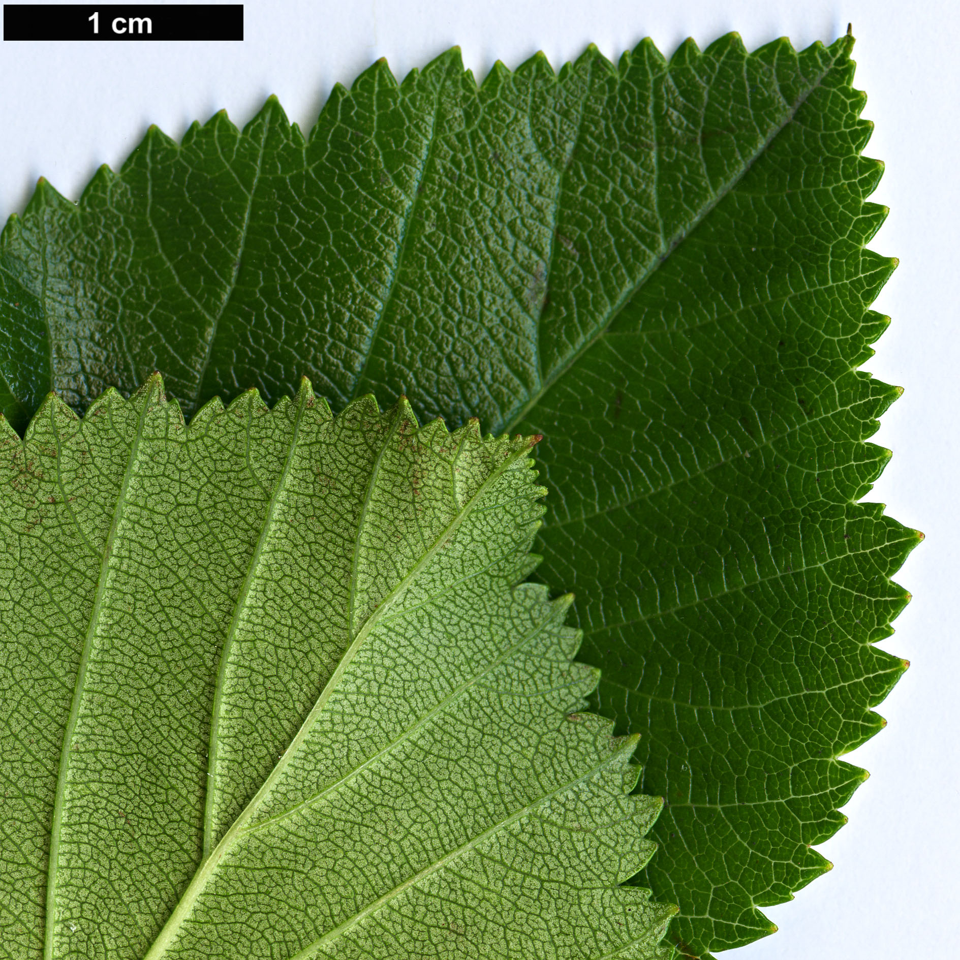 High resolution image: Family: Rosaceae - Genus: Crataegus - Taxon: mollis High resolution image: Family: Rosaceae - Genus: Crataegus - Taxon: mollis