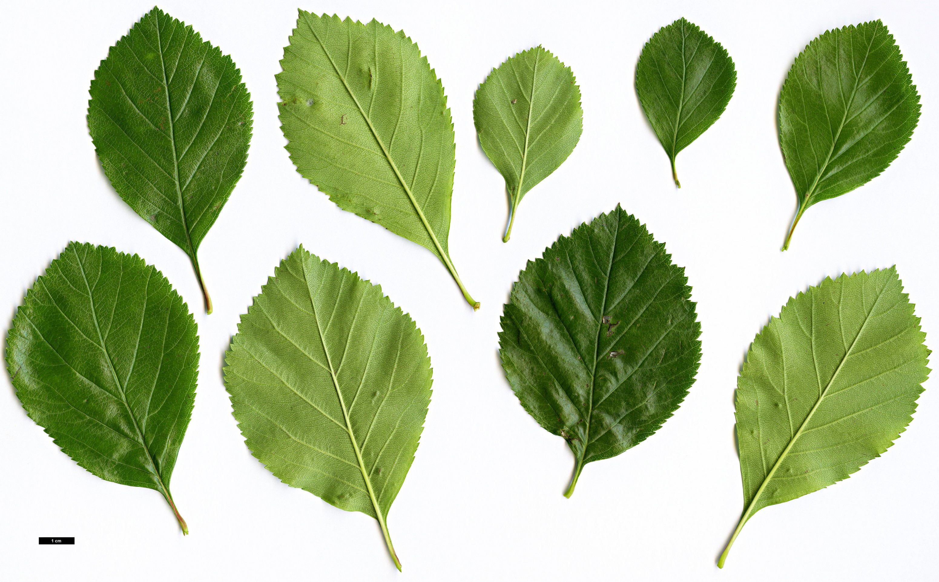 High resolution image: Family: Rosaceae - Genus: Crataegus - Taxon: mollis High resolution image: Family: Rosaceae - Genus: Crataegus - Taxon: mollis