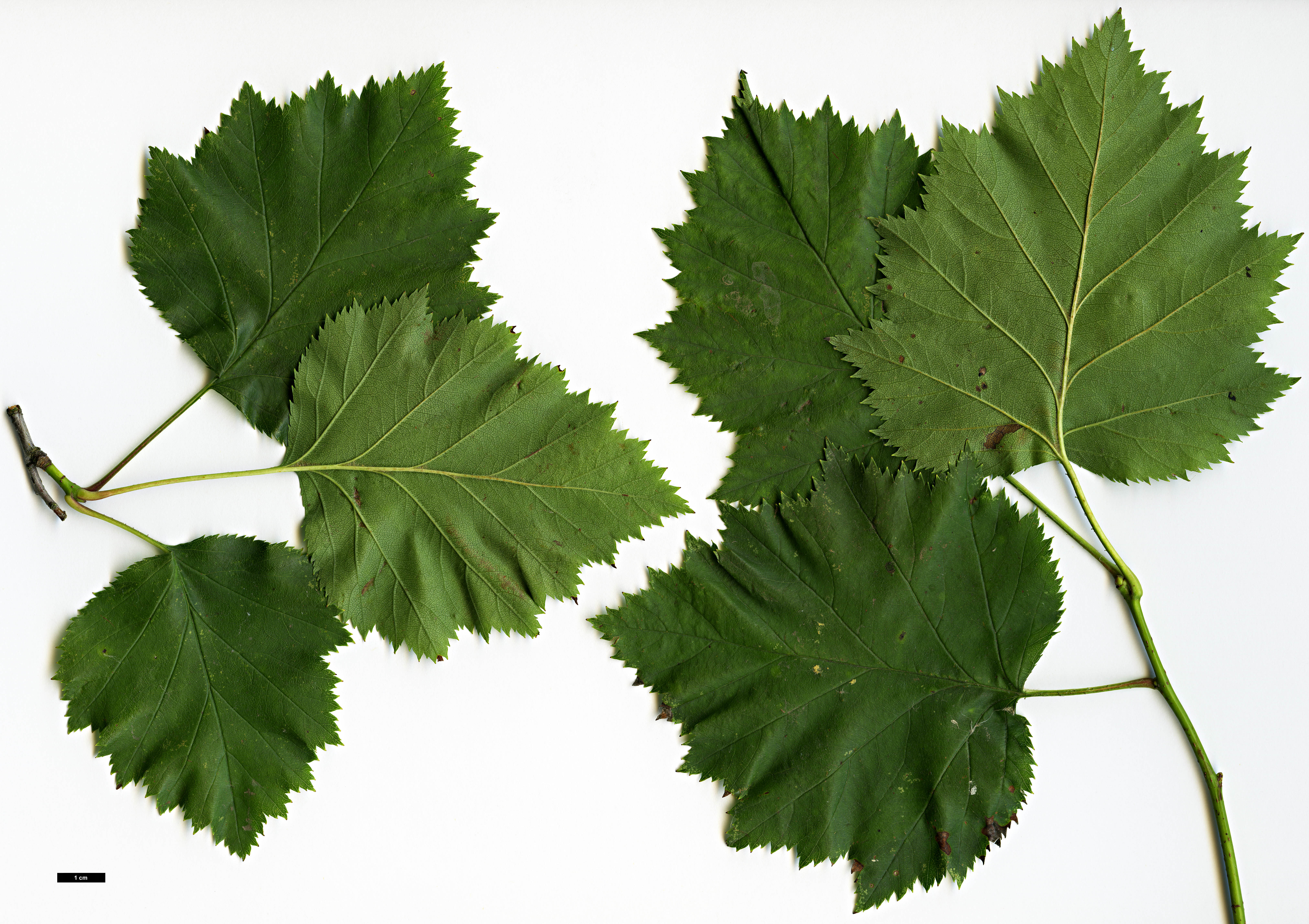 High resolution image: Family: Rosaceae - Genus: Crataegus - Taxon: mollis High resolution image: Family: Rosaceae - Genus: Crataegus - Taxon: mollis