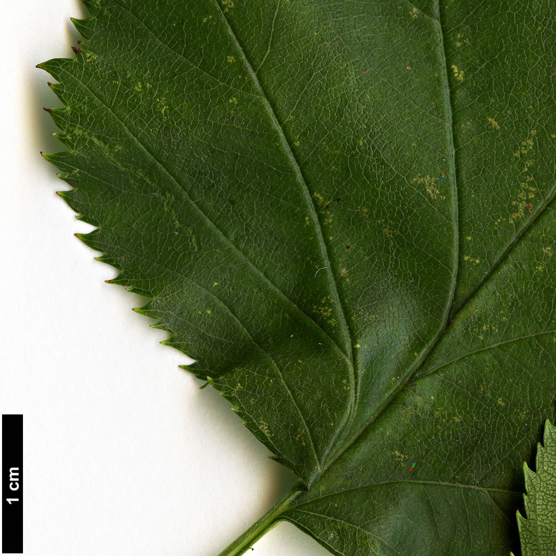 High resolution image: Family: Rosaceae - Genus: Crataegus - Taxon: mollis High resolution image: Family: Rosaceae - Genus: Crataegus - Taxon: mollis