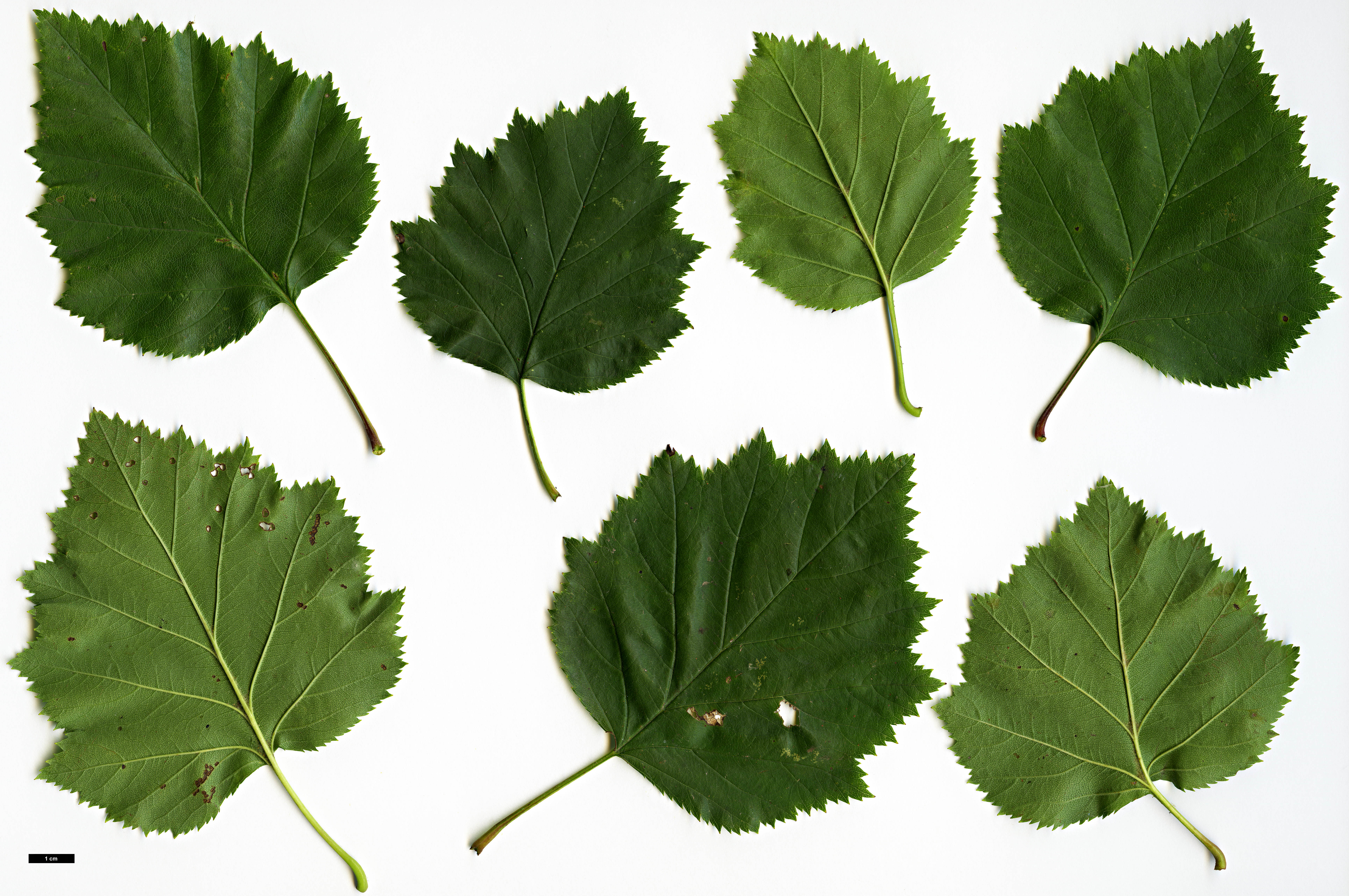 High resolution image: Family: Rosaceae - Genus: Crataegus - Taxon: mollis High resolution image: Family: Rosaceae - Genus: Crataegus - Taxon: mollis