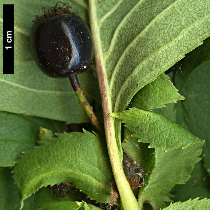 High resolution image: Family: Rosaceae - Genus: Crataegus - Taxon: nigra - SpeciesSub: 'Hortobagy'