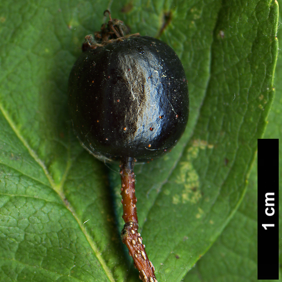 High resolution image: Family: Rosaceae - Genus: Crataegus - Taxon: nigra - SpeciesSub: 'Hortobagy'