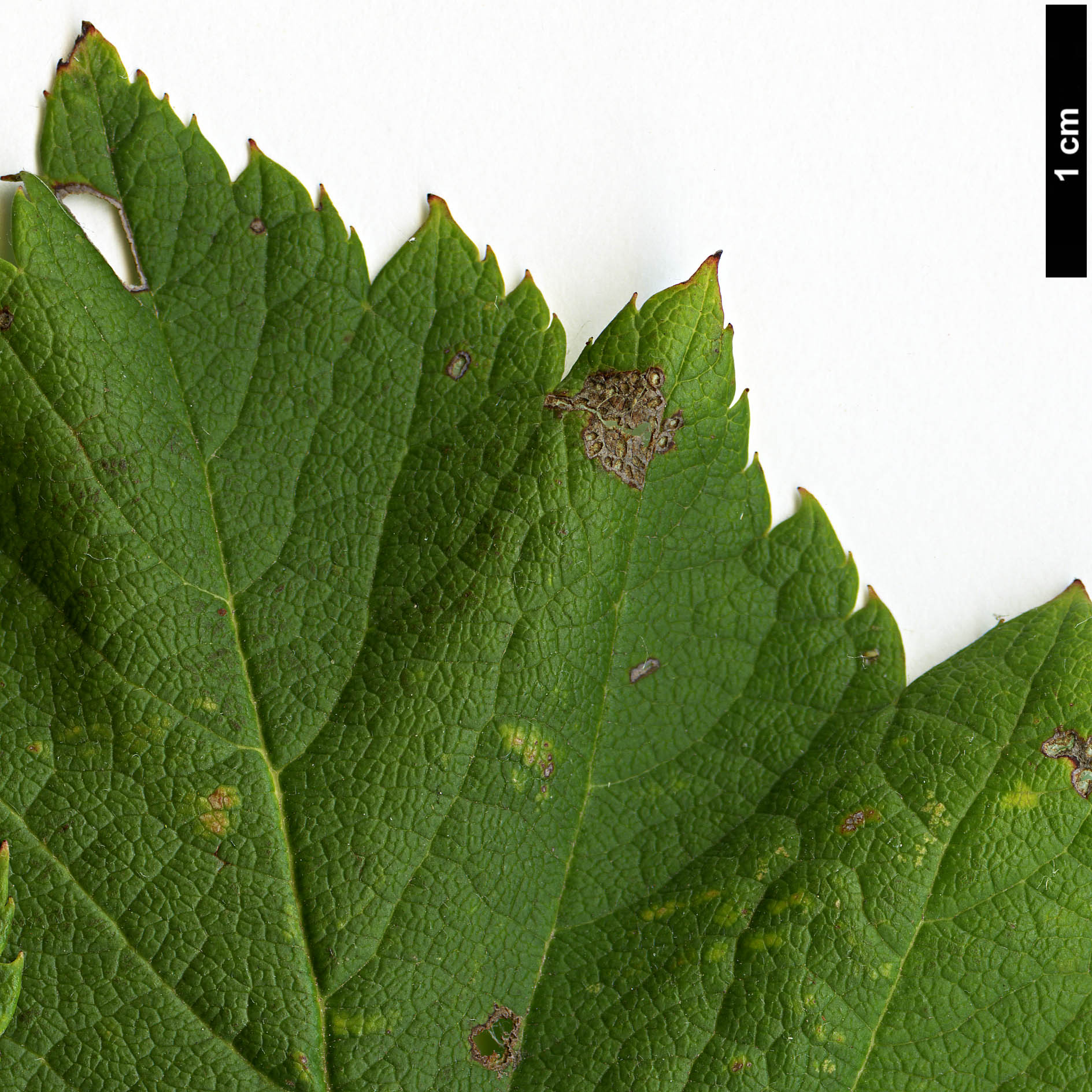 High resolution image: Family: Rosaceae - Genus: Crataegus - Taxon: nigra - SpeciesSub: 'Hortobagy'