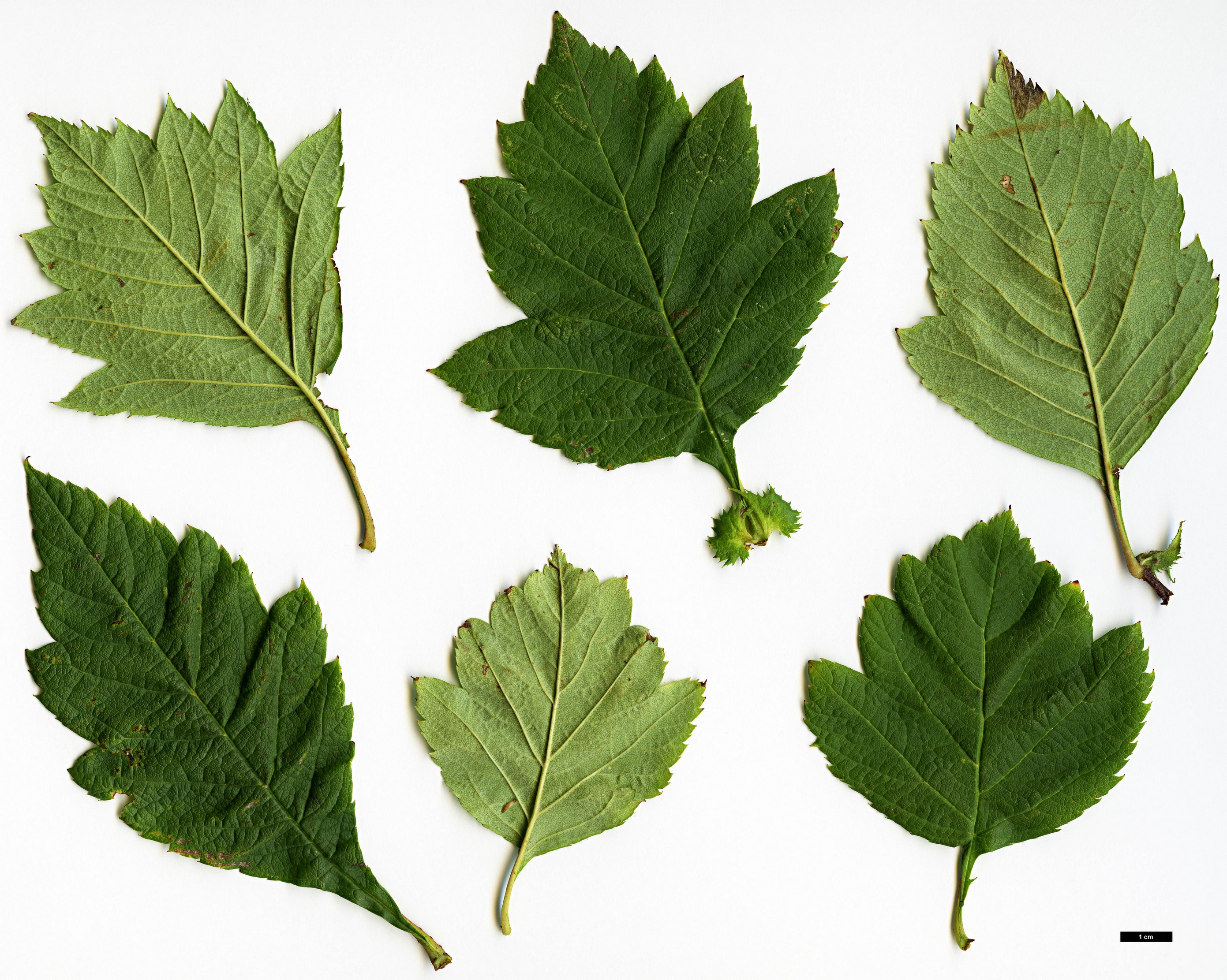 High resolution image: Family: Rosaceae - Genus: Crataegus - Taxon: nigra - SpeciesSub: 'Hortobagy'