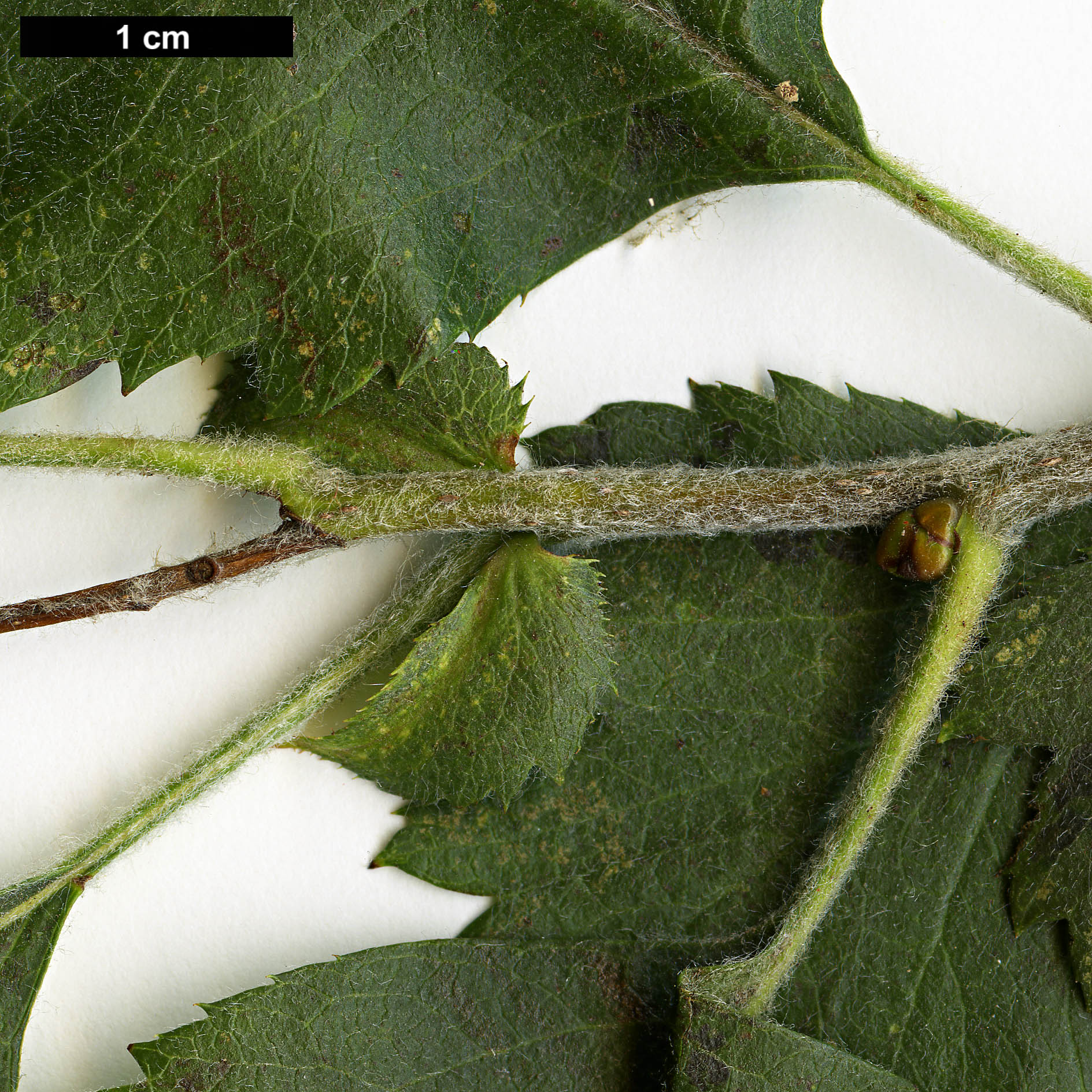 High resolution image: Family: Rosaceae - Genus: Crataegus - Taxon: nigra