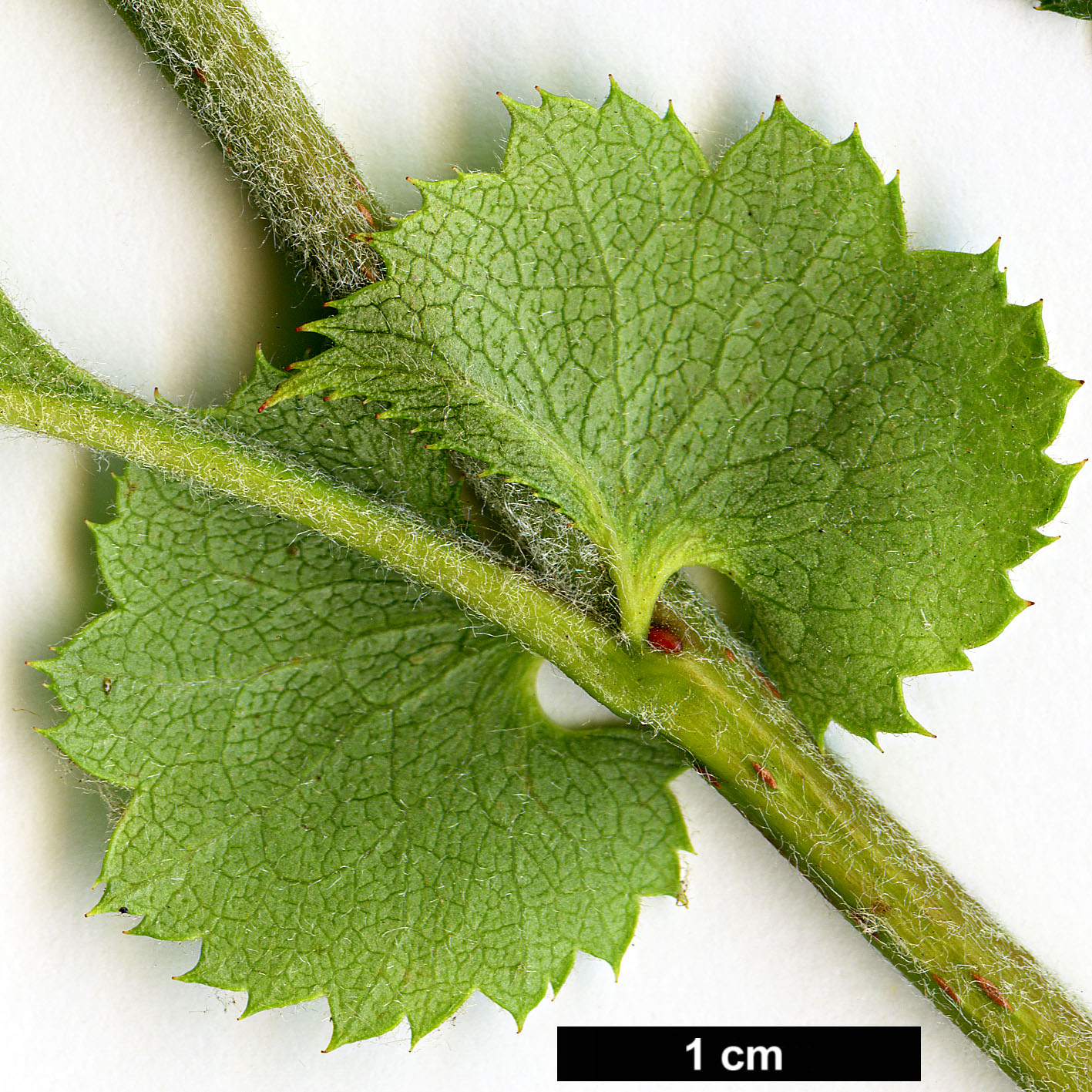 High resolution image: Family: Rosaceae - Genus: Crataegus - Taxon: nigra