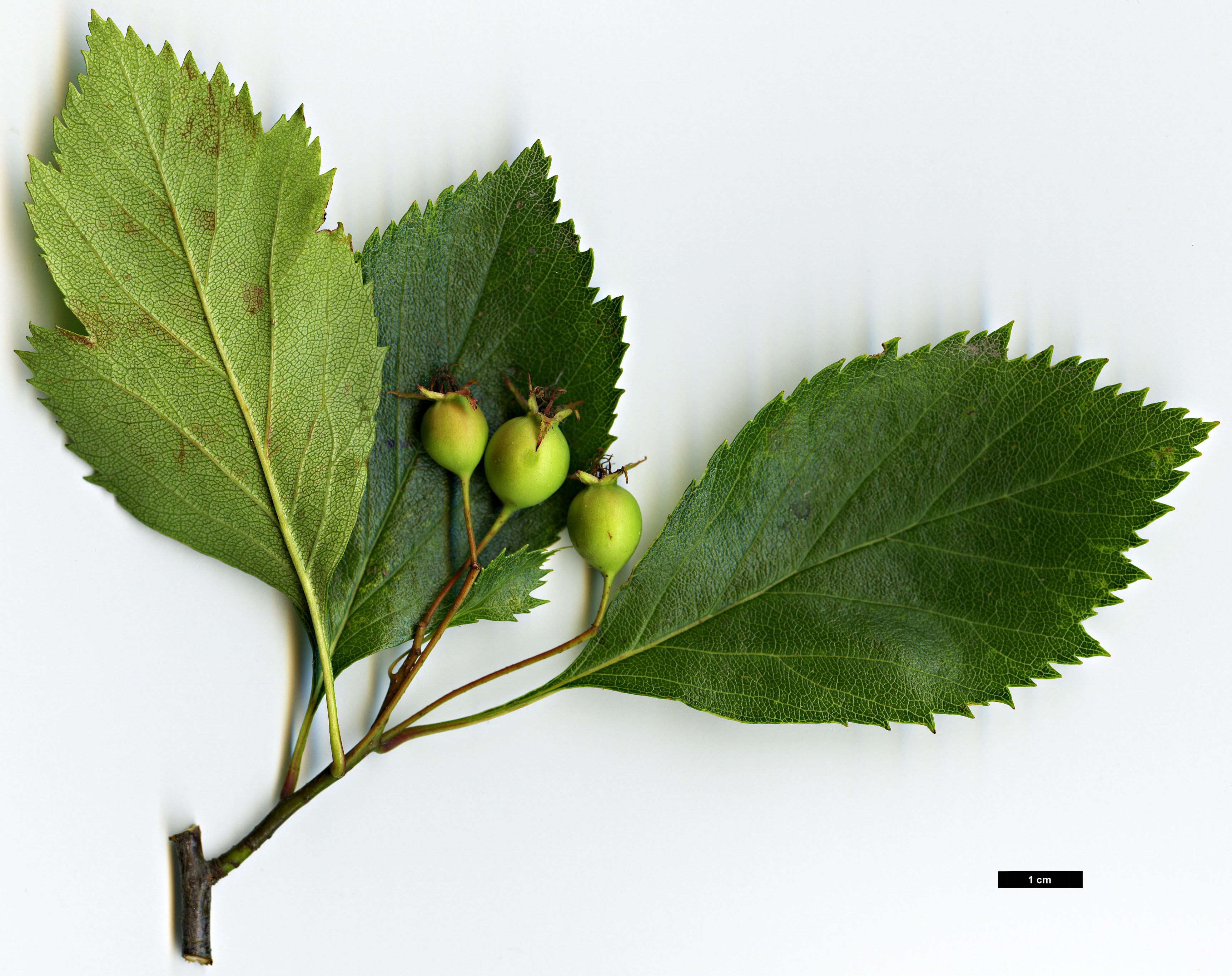 High resolution image: Family: Rosaceae - Genus: Crataegus - Taxon: nitida