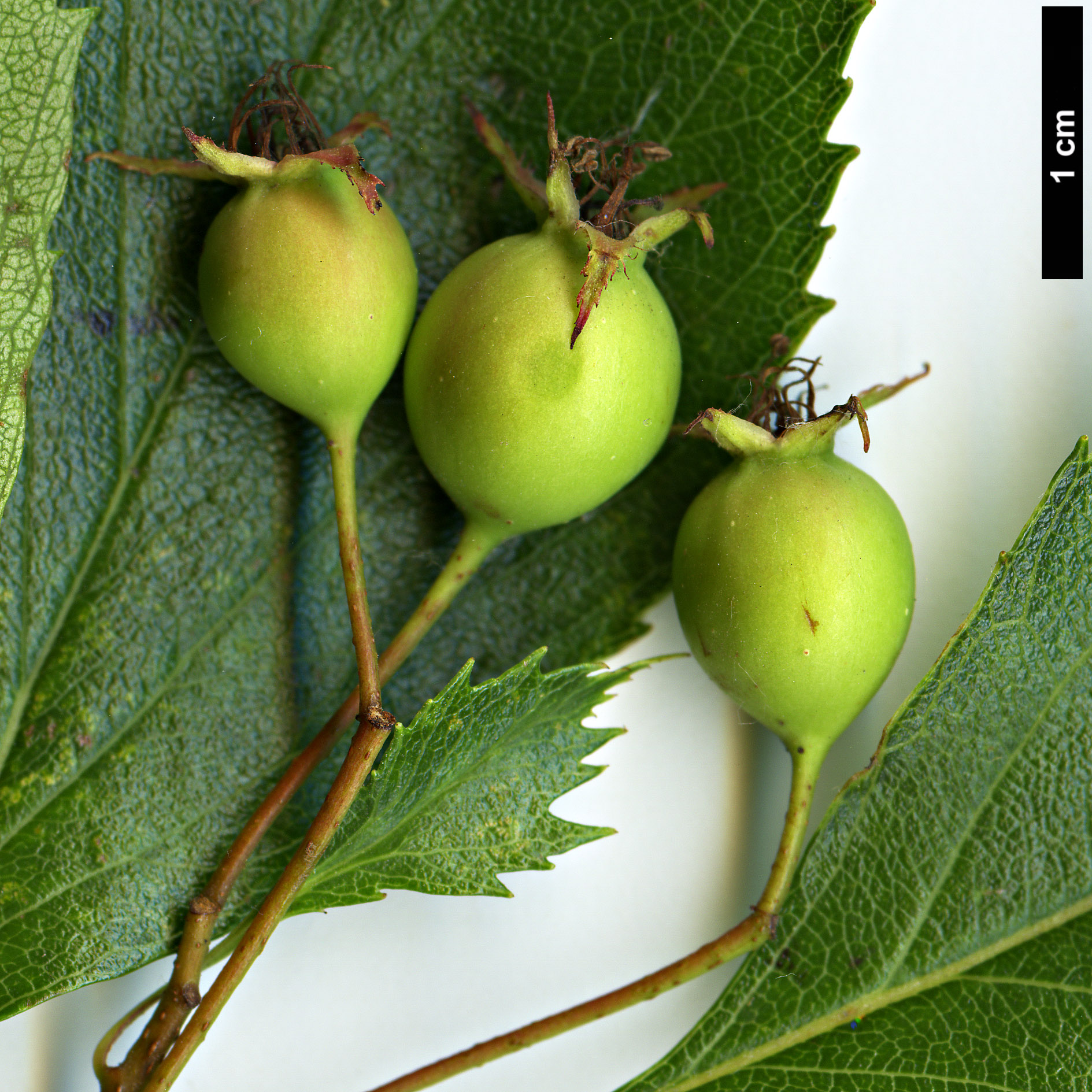 High resolution image: Family: Rosaceae - Genus: Crataegus - Taxon: nitida