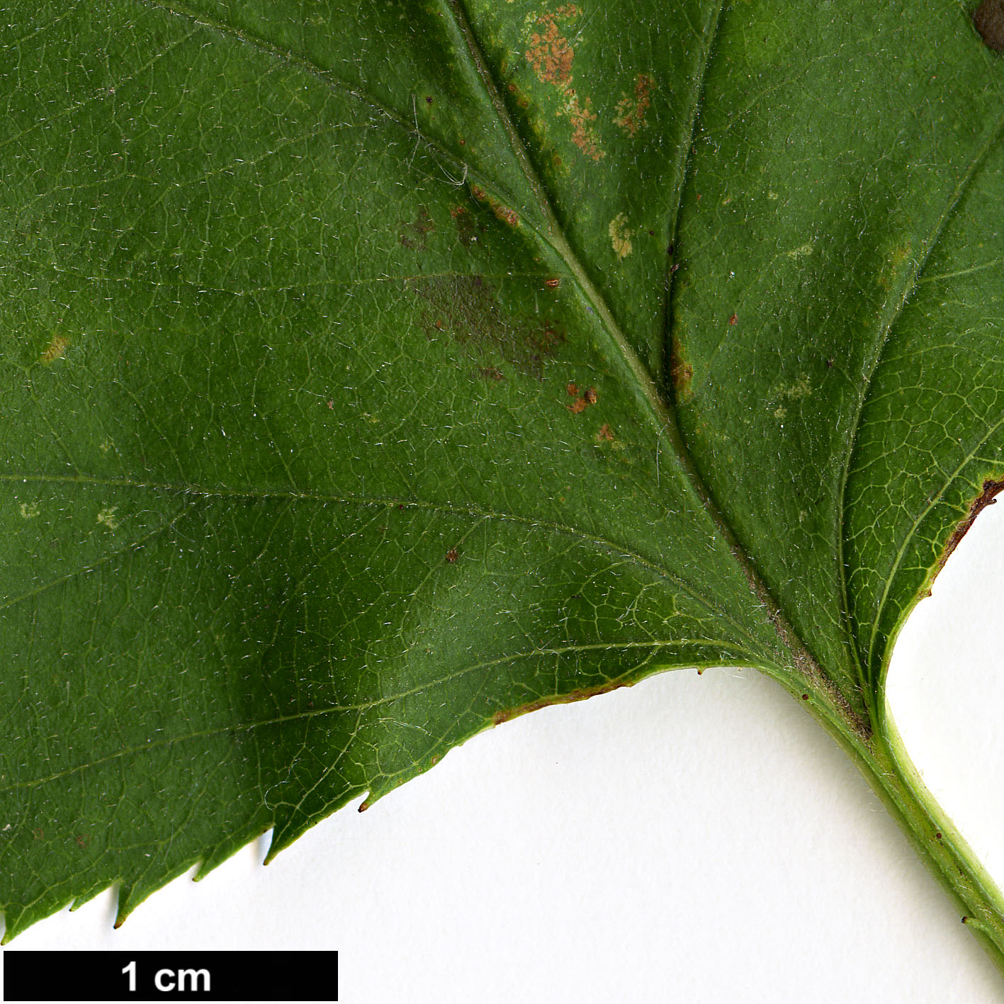 High resolution image: Family: Rosaceae - Genus: Crataegus - Taxon: oblonga