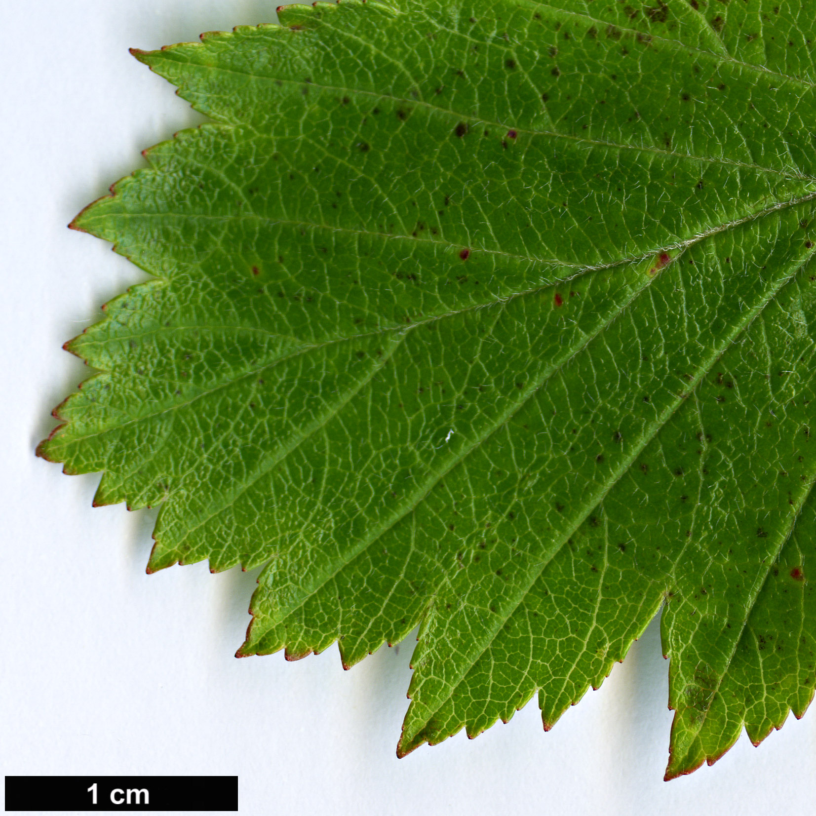 High resolution image: Family: Rosaceae - Genus: Crataegus - Taxon: okanaganensis