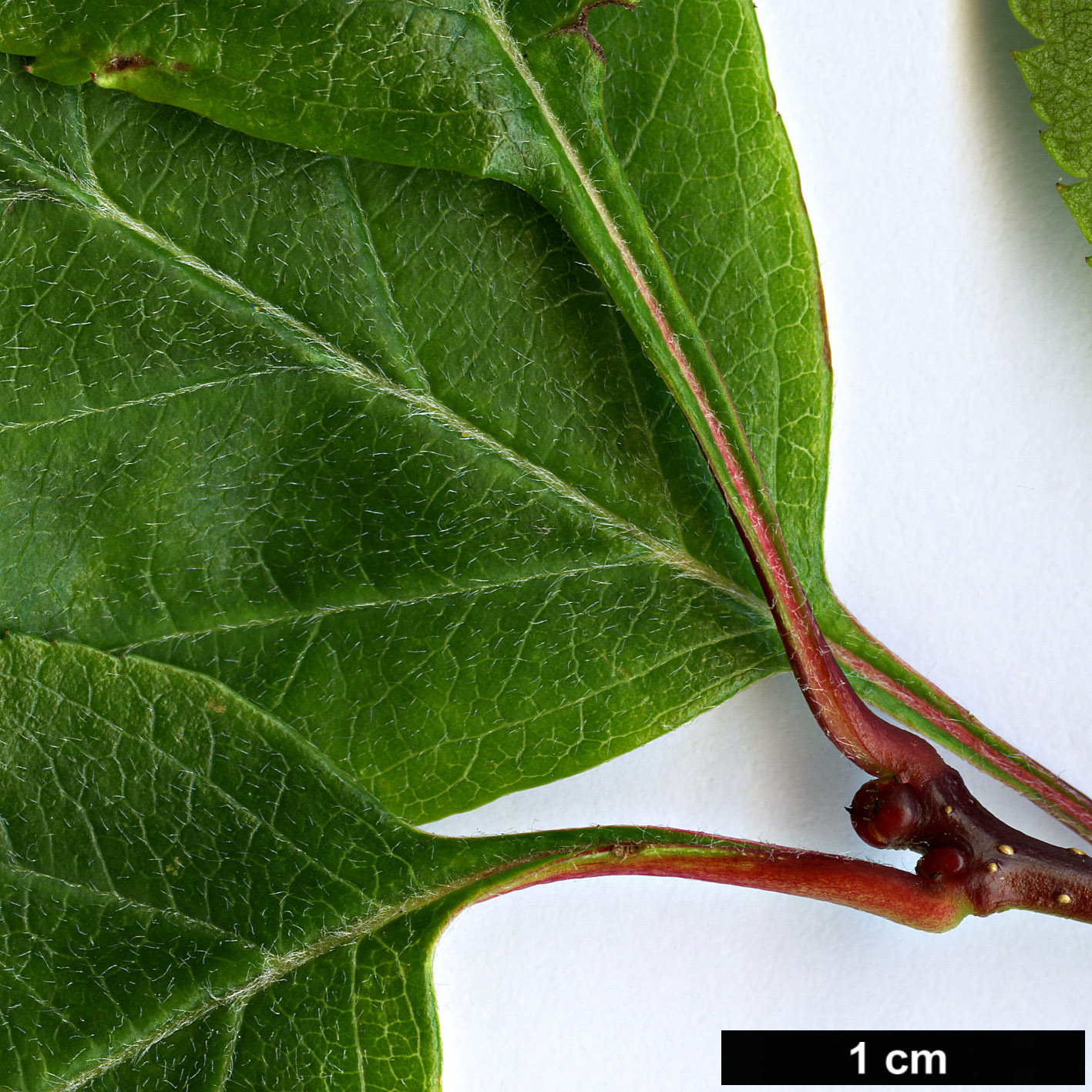 High resolution image: Family: Rosaceae - Genus: Crataegus - Taxon: okennonii