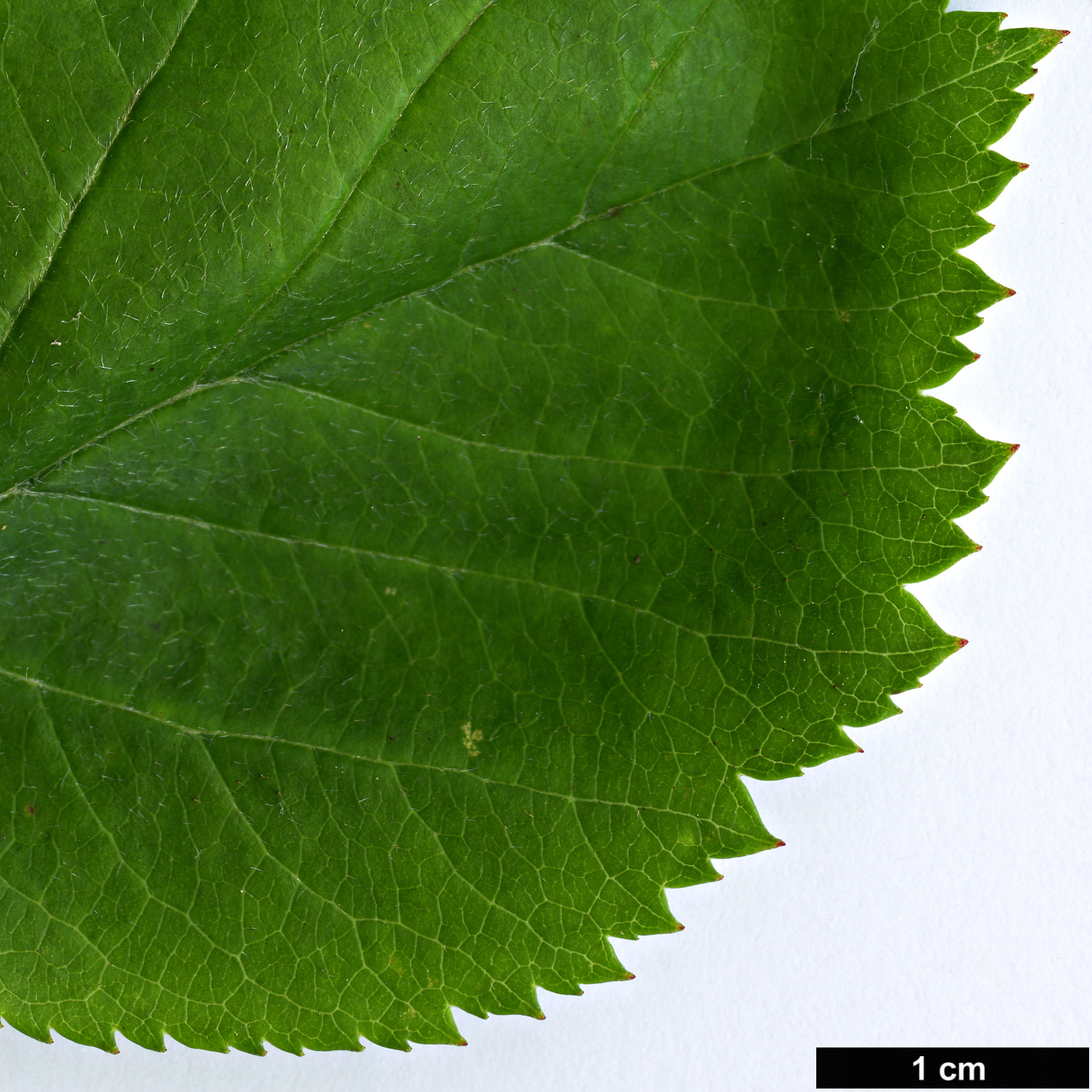 High resolution image: Family: Rosaceae - Genus: Crataegus - Taxon: okennonii