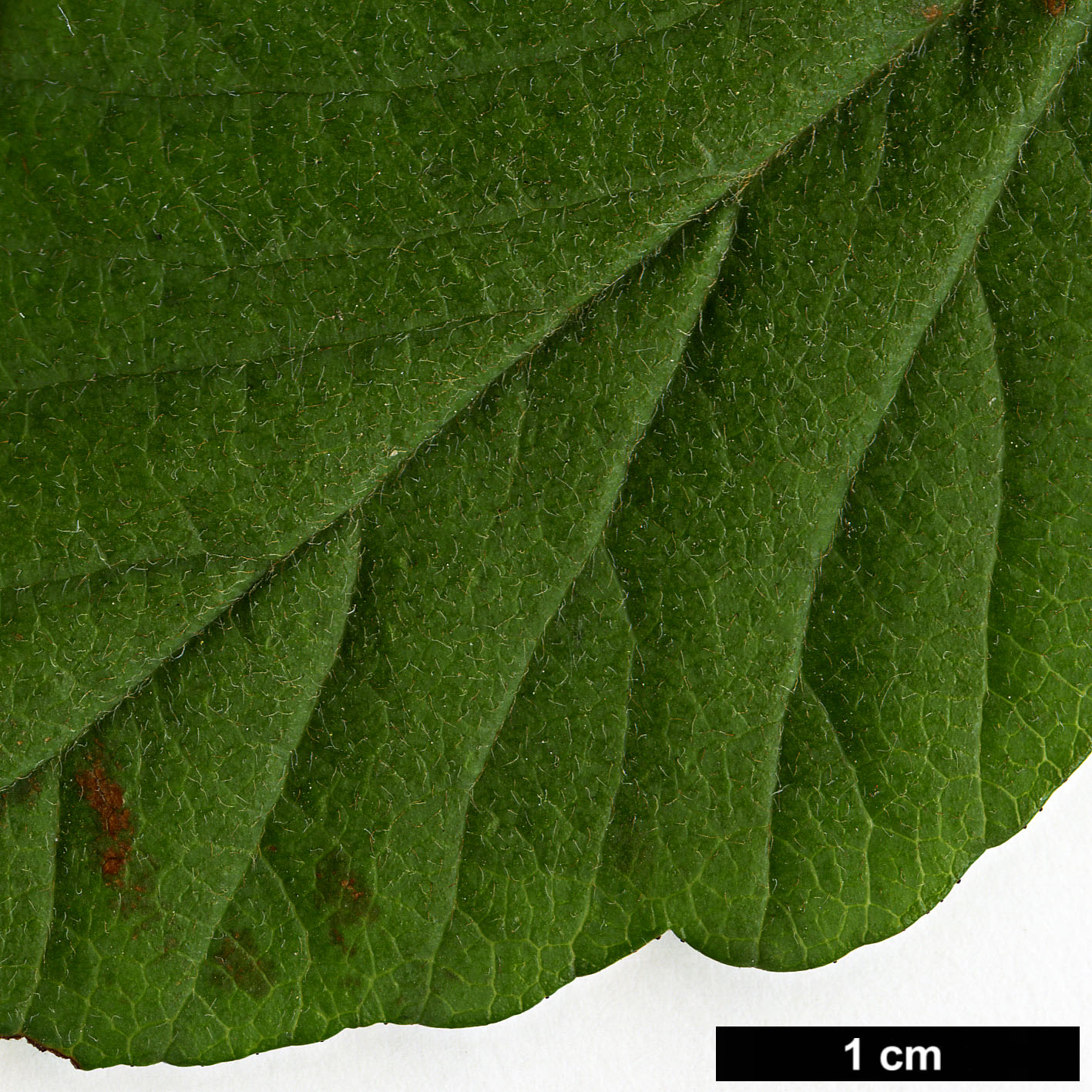 High resolution image: Family: Rosaceae - Genus: Crataegus - Taxon: opaca High resolution image: Family: Rosaceae - Genus: Crataegus - Taxon: opaca