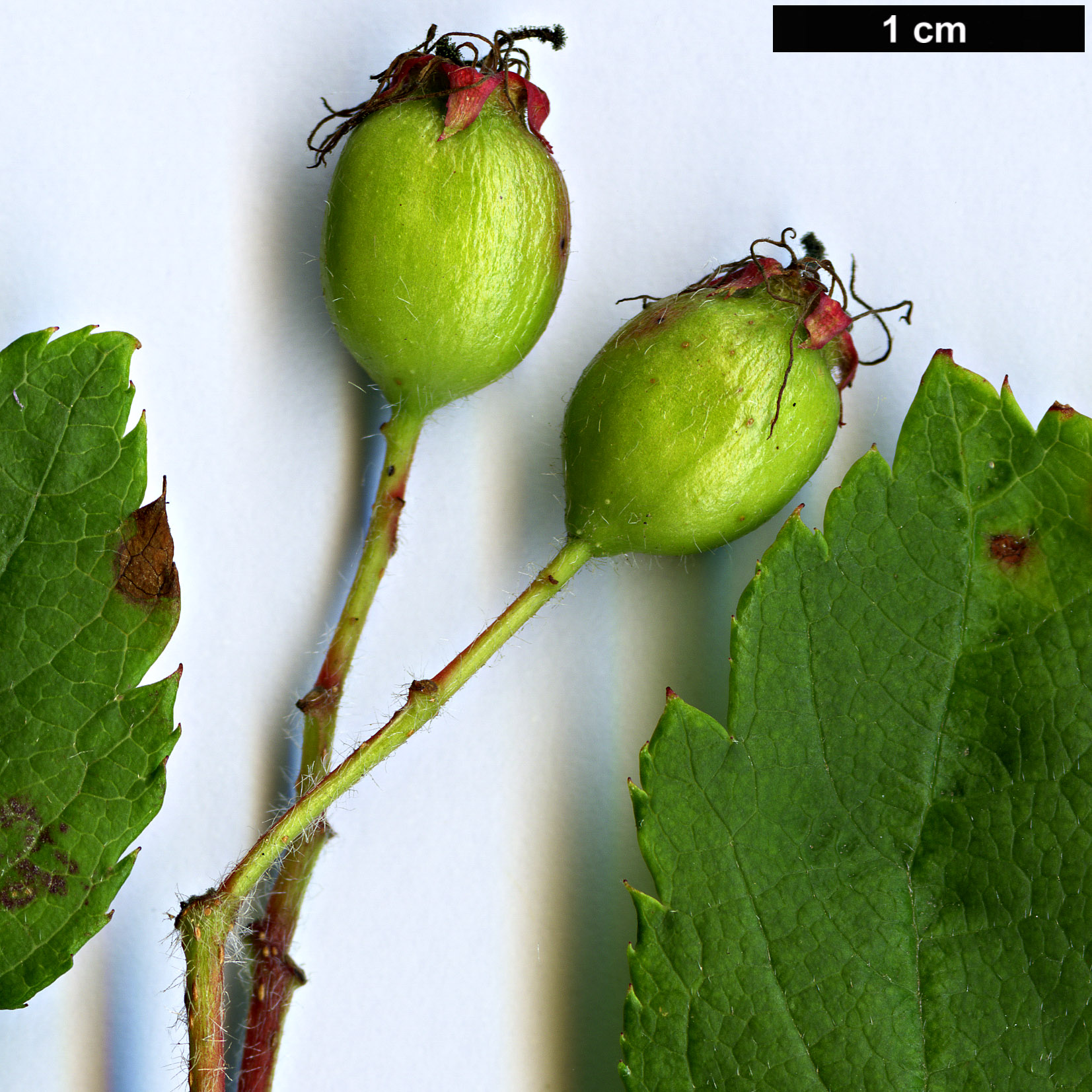 High resolution image: Family: Rosaceae - Genus: Crataegus - Taxon: oresbia