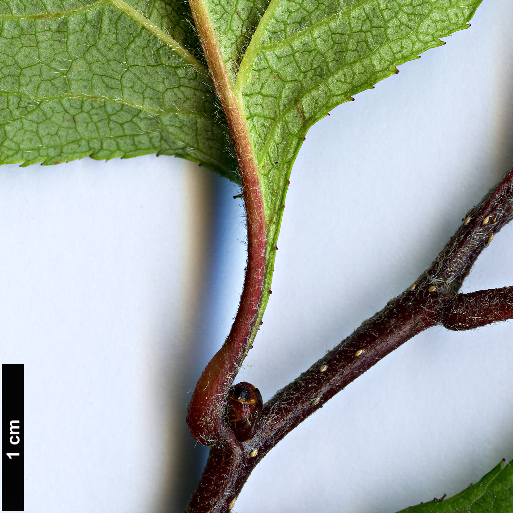 High resolution image: Family: Rosaceae - Genus: Crataegus - Taxon: oresbia