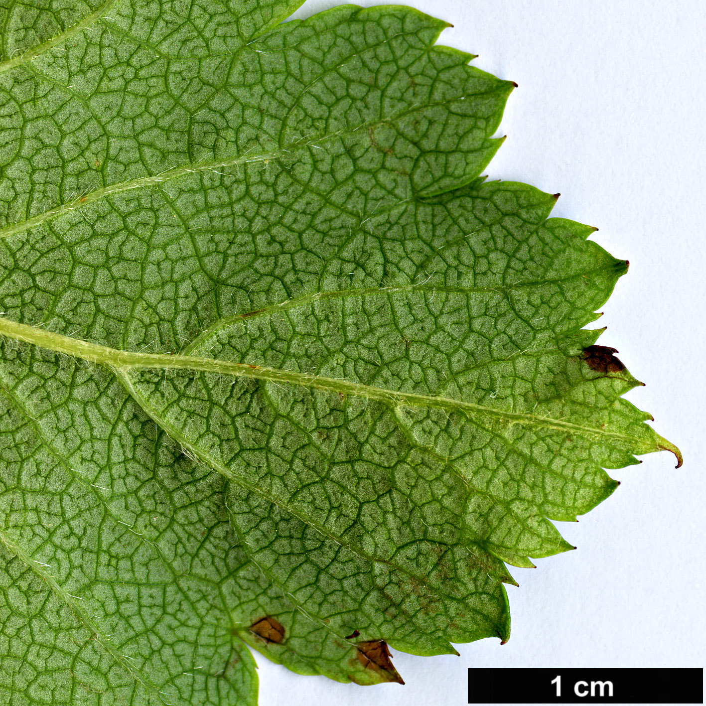 High resolution image: Family: Rosaceae - Genus: Crataegus - Taxon: oresbia
