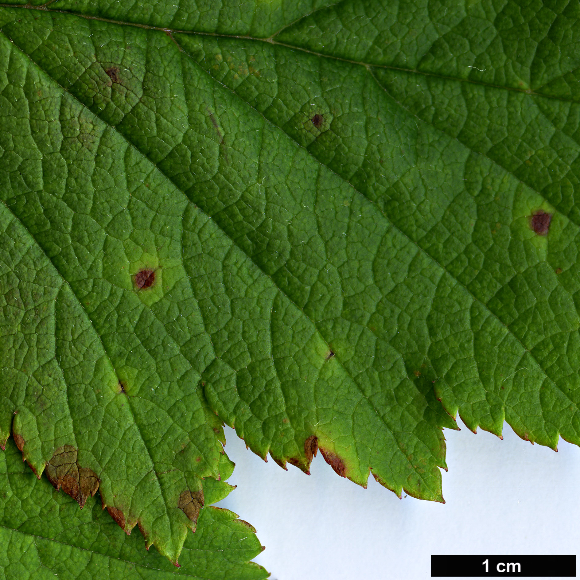 High resolution image: Family: Rosaceae - Genus: Crataegus - Taxon: oresbia