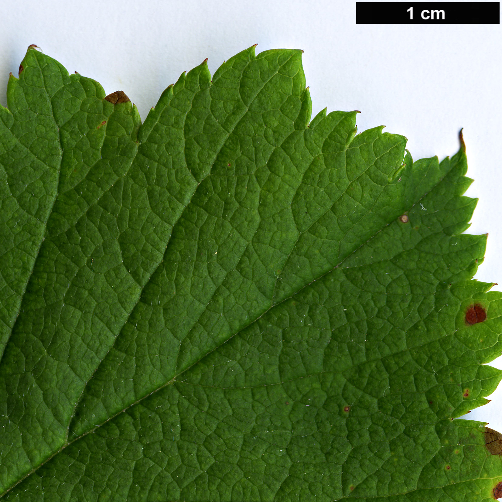 High resolution image: Family: Rosaceae - Genus: Crataegus - Taxon: oresbia