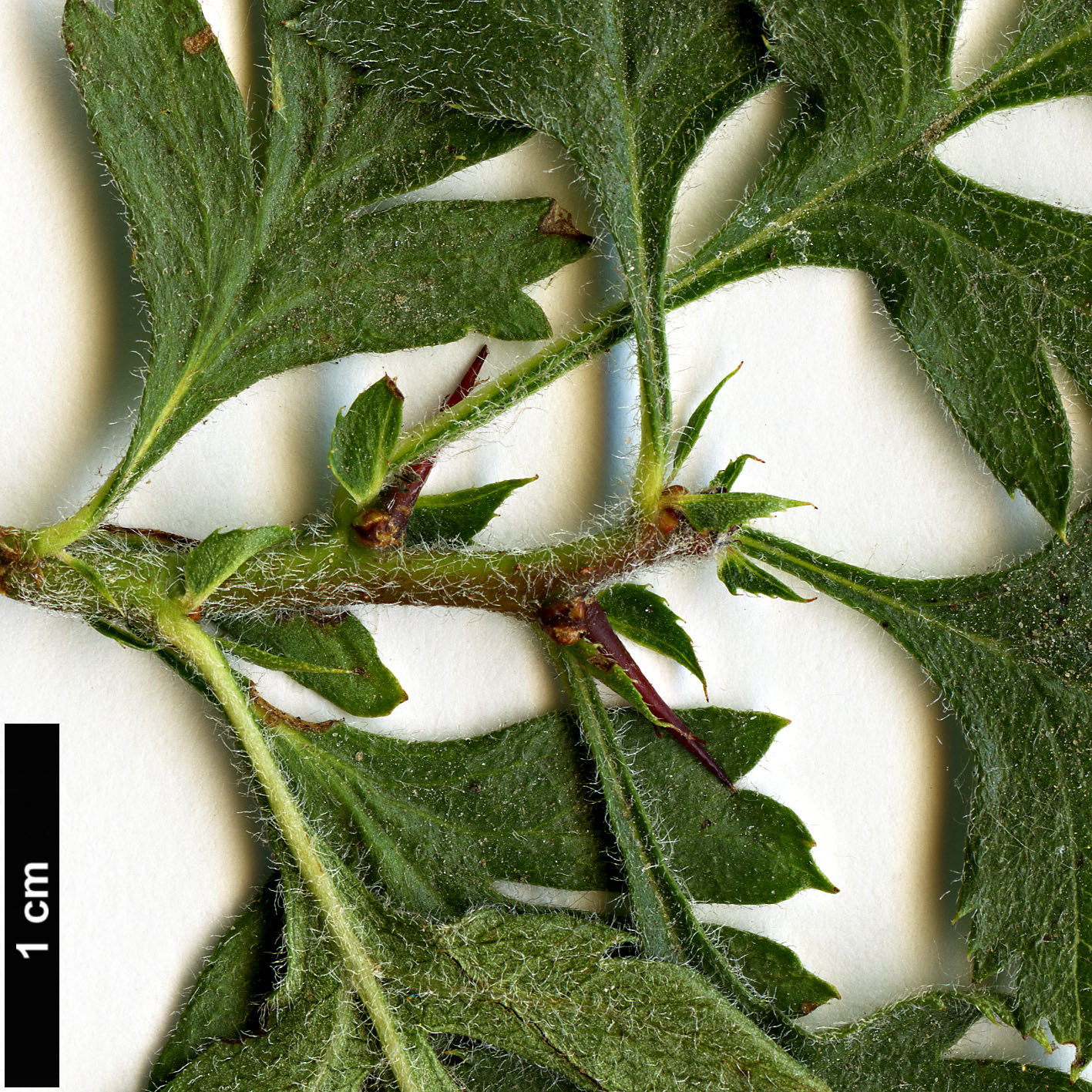 High resolution image: Family: Rosaceae - Genus: Crataegus - Taxon: orientalis - SpeciesSub: ‘Neslorion’