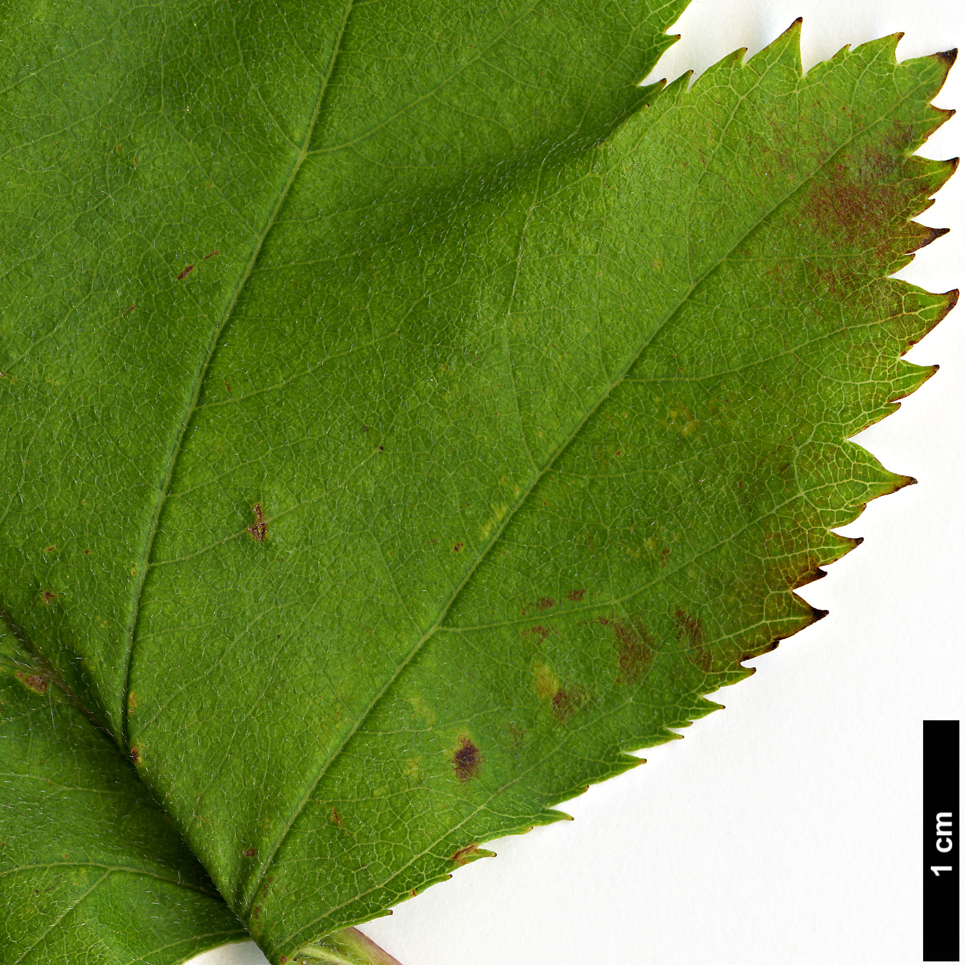 High resolution image: Family: Rosaceae - Genus: Crataegus - Taxon: pedicellata High resolution image: Family: Rosaceae - Genus: Crataegus - Taxon: pedicellata