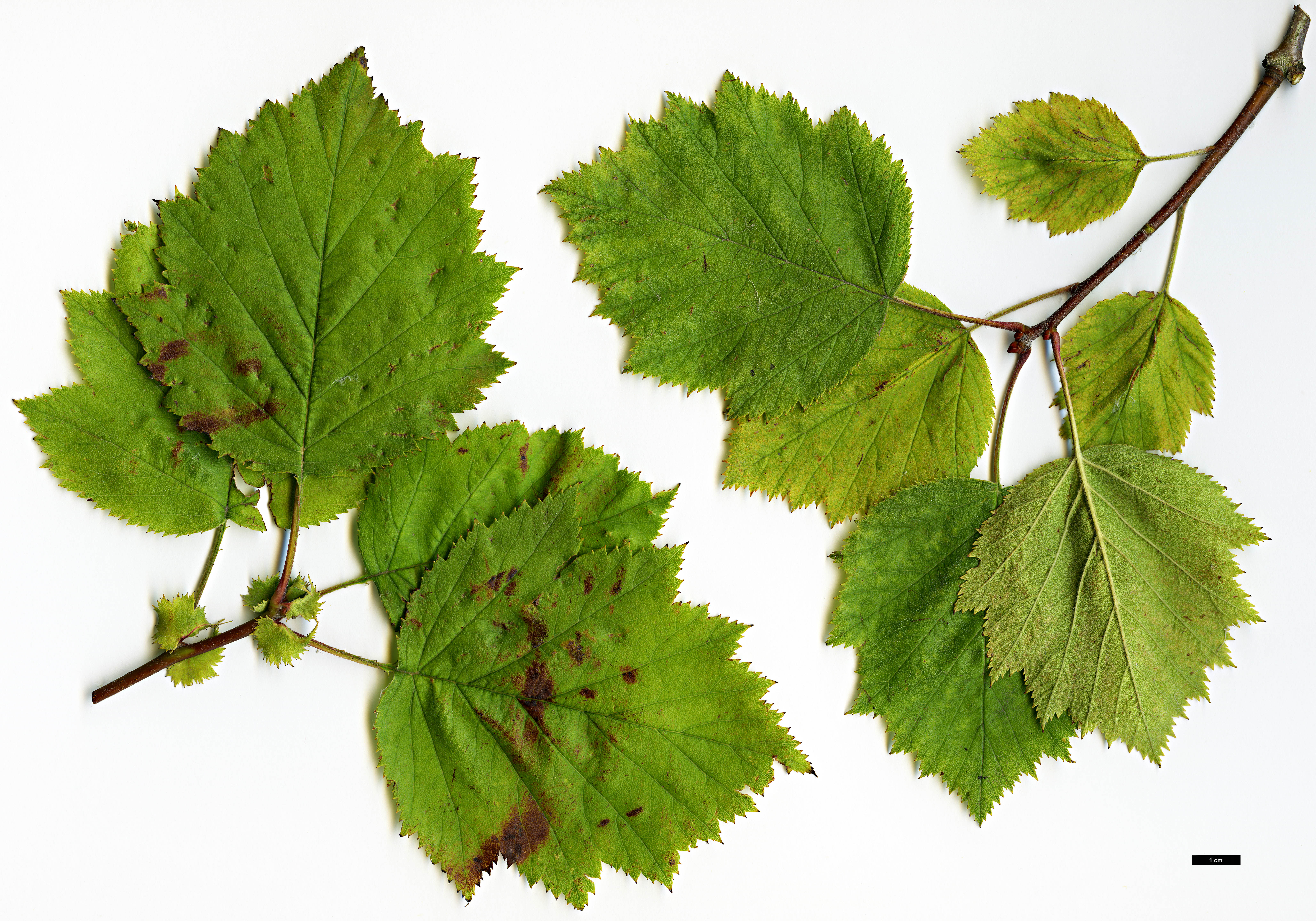 High resolution image: Family: Rosaceae - Genus: Crataegus - Taxon: pennsylvanica