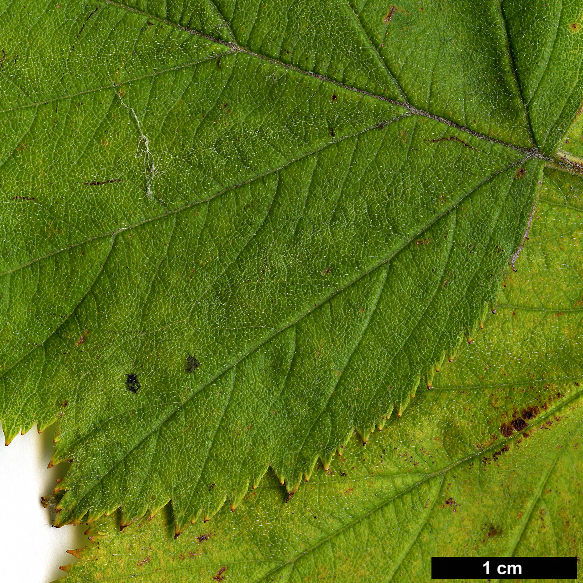 High resolution image: Family: Rosaceae - Genus: Crataegus - Taxon: pennsylvanica