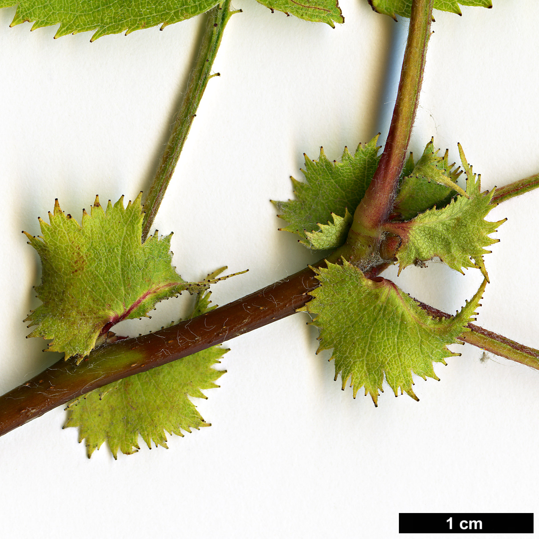 High resolution image: Family: Rosaceae - Genus: Crataegus - Taxon: pennsylvanica