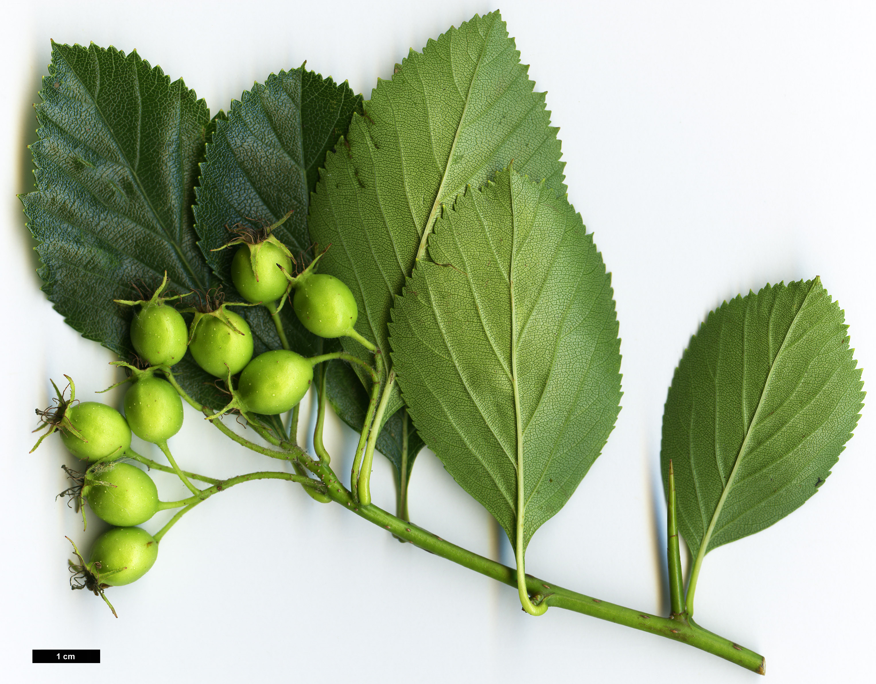 High resolution image: Family: Rosaceae - Genus: Crataegus - Taxon: persimilis - SpeciesSub: 'Splendens' High resolution image: Family: Rosaceae - Genus: Crataegus - Taxon: persimilis - SpeciesSub: 'Splendens'