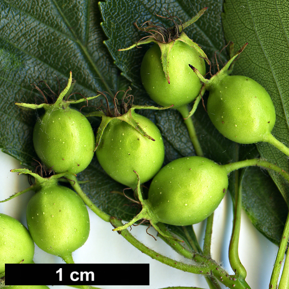 High resolution image: Family: Rosaceae - Genus: Crataegus - Taxon: persimilis - SpeciesSub: 'Splendens' High resolution image: Family: Rosaceae - Genus: Crataegus - Taxon: persimilis - SpeciesSub: 'Splendens'