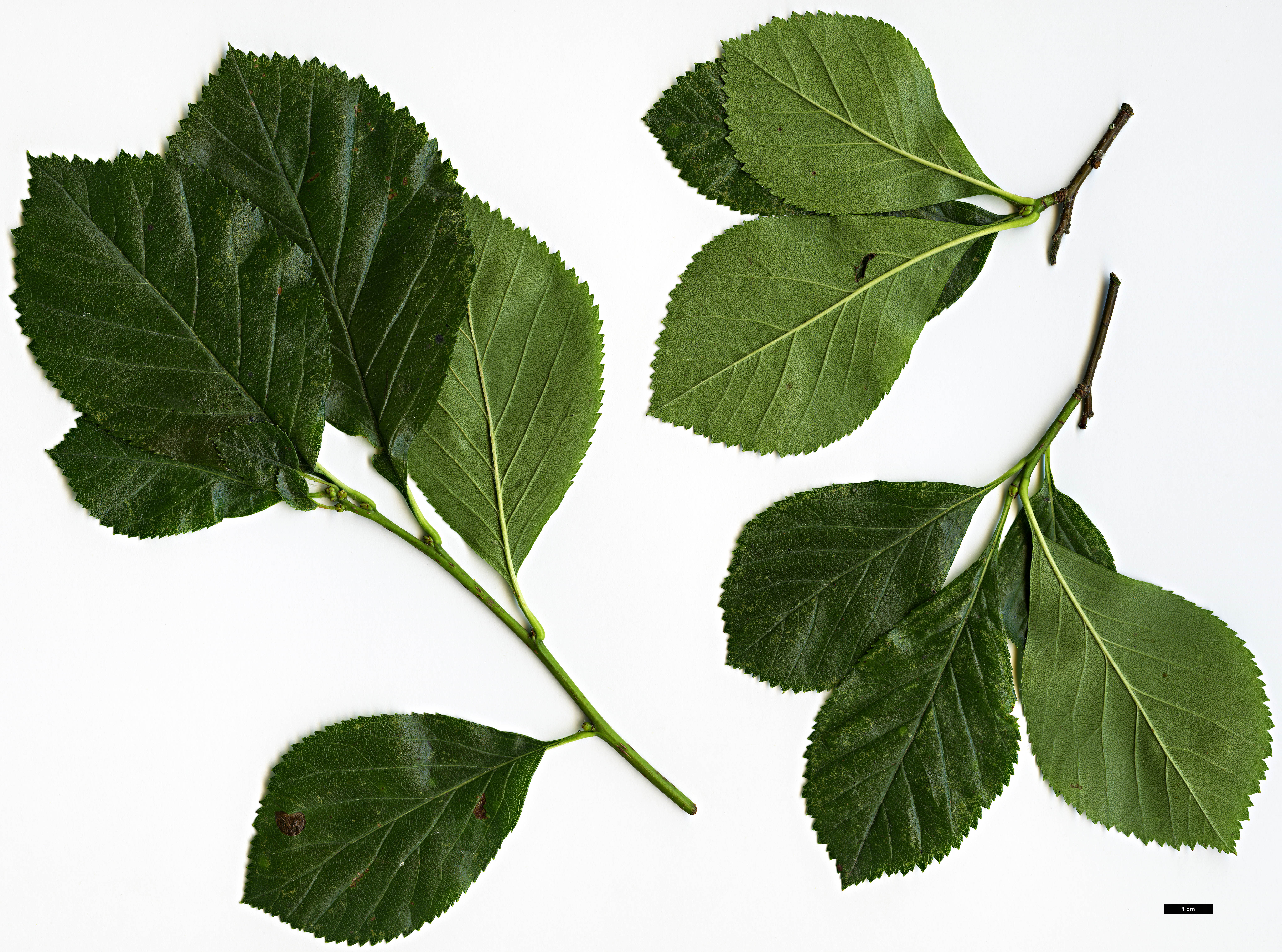 High resolution image: Family: Rosaceae - Genus: Crataegus - Taxon: persimilis - SpeciesSub: 'Splendens' High resolution image: Family: Rosaceae - Genus: Crataegus - Taxon: persimilis - SpeciesSub: 'Splendens'