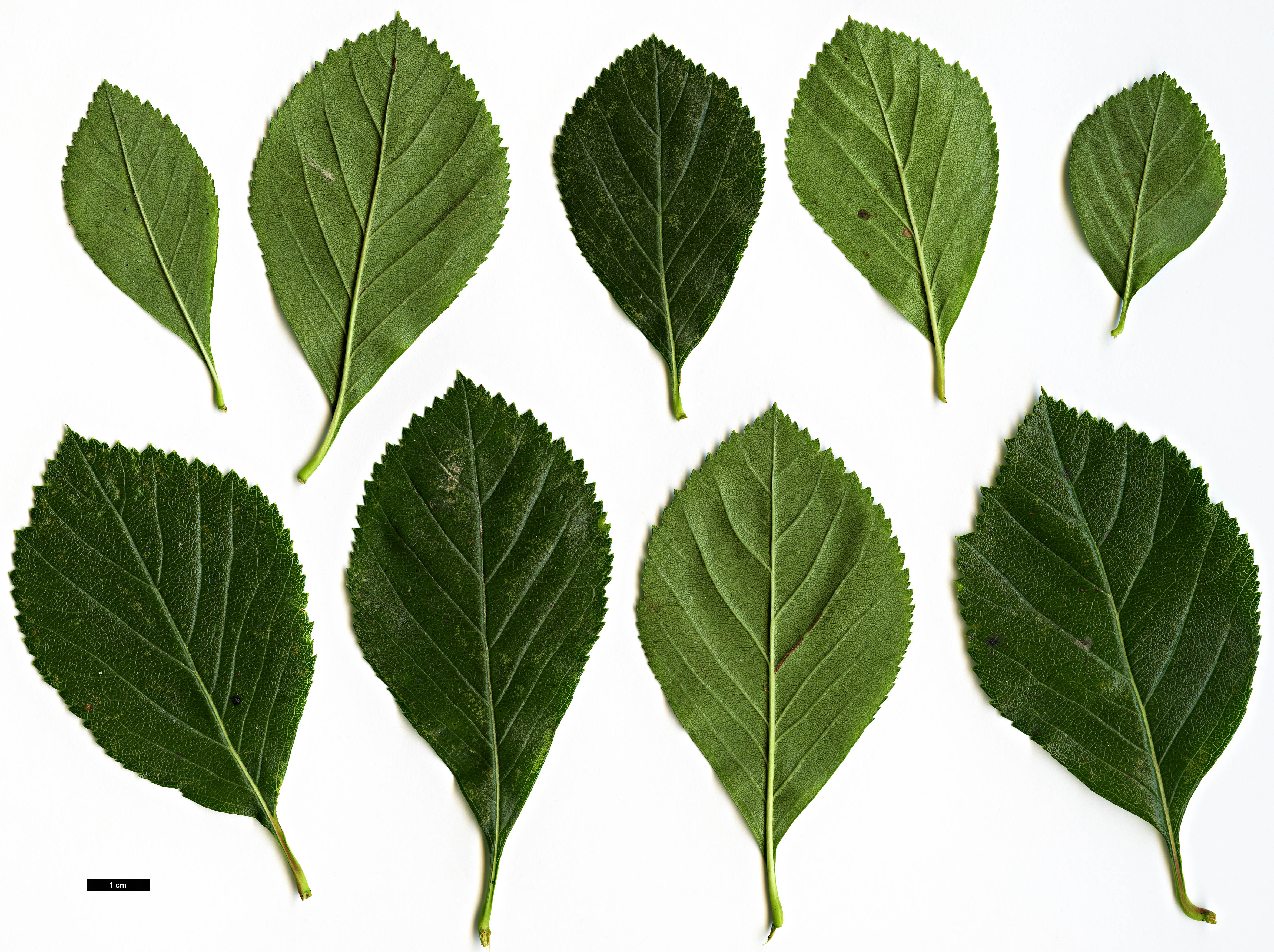 High resolution image: Family: Rosaceae - Genus: Crataegus - Taxon: persimilis - SpeciesSub: 'Splendens' High resolution image: Family: Rosaceae - Genus: Crataegus - Taxon: persimilis - SpeciesSub: 'Splendens'