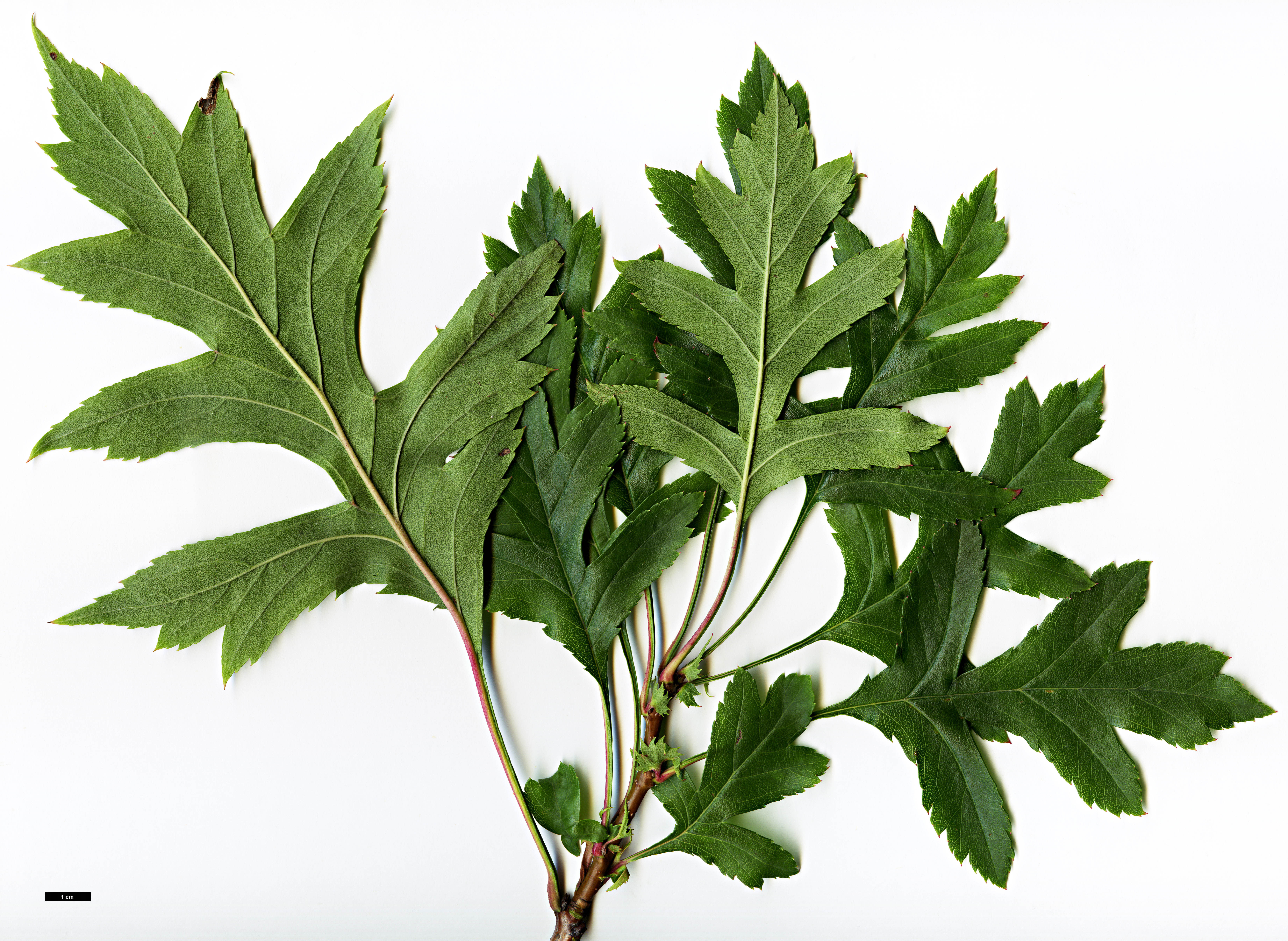 High resolution image: Family: Rosaceae - Genus: Crataegus - Taxon: pinnatifida High resolution image: Family: Rosaceae - Genus: Crataegus - Taxon: pinnatifida